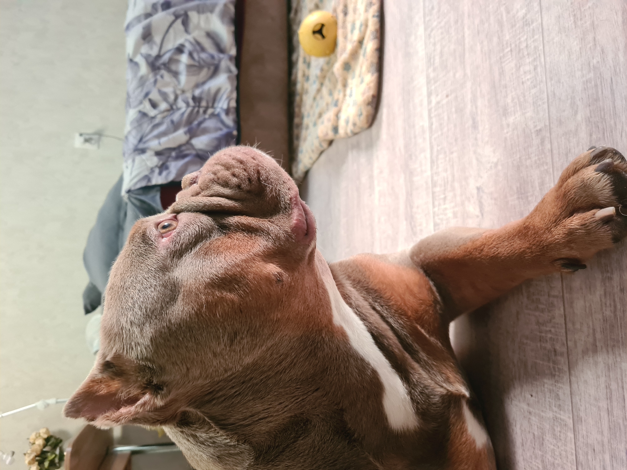 A brown and white dog is lying on a light-colored wooden floor. The dog is facing right, with its head turned slightly upwards and its eyes looking to the right. Its ears are perked up. In the background, there is a bed with a blue and white patterned duvet. To the right of the dog, on a patterned blanket, is a small yellow ball with a black face. The room appears to be indoors. The image does not provide any information about its location in the city of Unknown, Unknown.