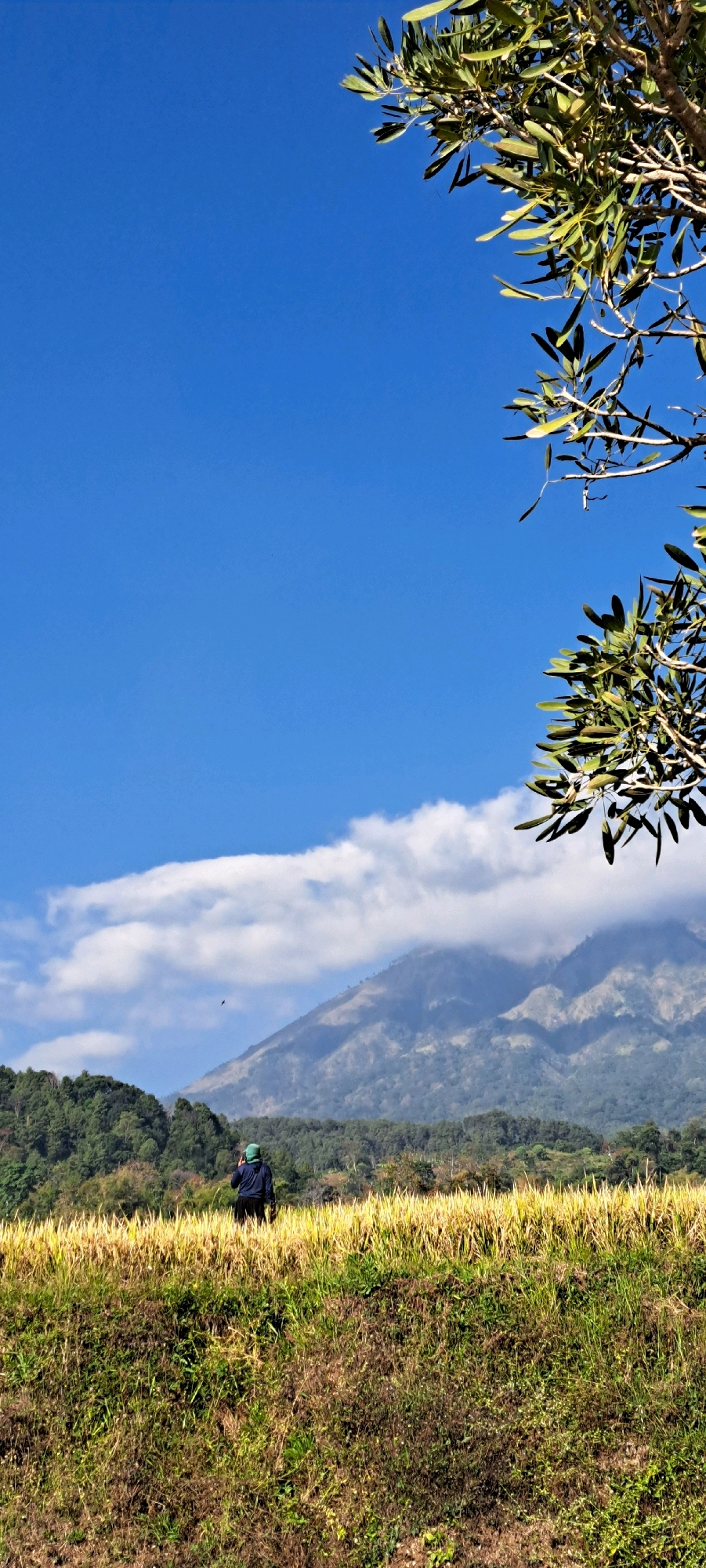 The image depicts a tranquil outdoor scene set in the city of Ketanireng, Indonesia. In the foreground, a person wearing a dark jacket and a green hat stands in a field of golden-yellow grass, looking towards a distant mountain range. The person appears to be holding a phone or camera, possibly taking a picture or recording a video. The field is lush and green, with patches of brown earth visible.
Behind the field, a dense forest blankets the lower slopes of the mountains, creating a verdant backdrop. The mountains themselves rise majestically, their peaks partially obscured by a band of white clouds. The sky is a brilliant, clear blue, with a lone bird soaring in the distance.
The upper right portion of the image features the branches of a tree, its green leaves contrasting with the bright sky. The overall atmosphere is one of peacefulness and natural beauty, showcasing the picturesque landscape of Ketanireng.