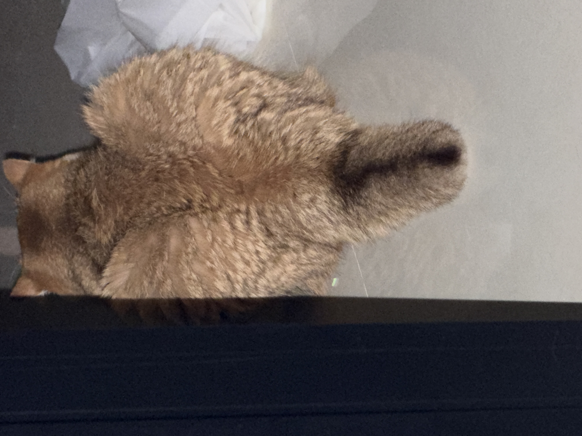 The image shows the back and tail of an orange tabby cat. The cat is positioned on a light-colored tiled floor. To the left of the cat, a dark vertical object, likely a doorframe or wall, partially obscures the cat's body. To the right of the cat, a crumpled white object, possibly a piece of fabric or plastic, is visible. The cat's fur is fluffy and appears to have a heart-shaped pattern formed by its ruff. The tail is bushy and tapers to a point. There is no indication of the specific location within Đà Nẵng, Vietnam, or any people or interactions.