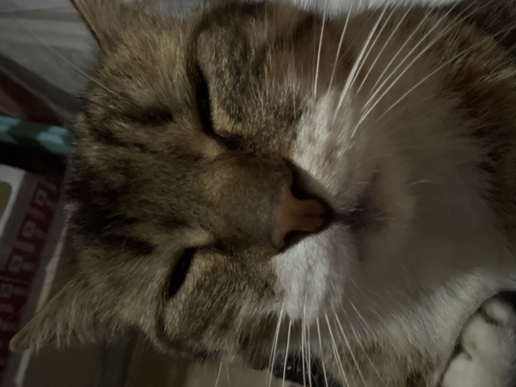 A close-up, slightly blurry, and dimly lit photograph captures the face of a sleeping or resting cat. The cat, appearing to be a tabby with brown and white fur, dominates the frame, positioned on its side with its eyes closed. Its prominent features include a small pink nose and long, white whiskers that fan out from its muzzle. The fur displays distinct brown and dark tabby stripes, particularly visible on its head and ears, contrasting with the white fur around its mouth and chin. Part of one ear is visible at the top left, and a small portion of a white paw can be seen at the bottom right, suggesting the cat is curled up. The background is softly blurred, showing muted tones of a patterned fabric, possibly a blanket or bedding, along with a hint of a greenish-blue object. The low light conditions suggest the photograph was taken indoors, likely at night or in a room with subdued lighting. The cat's expression conveys a sense of peace, calmness, and contentment. There is no visible text in the image. The location context for this media file is Dobrogled, Bulgaria.
