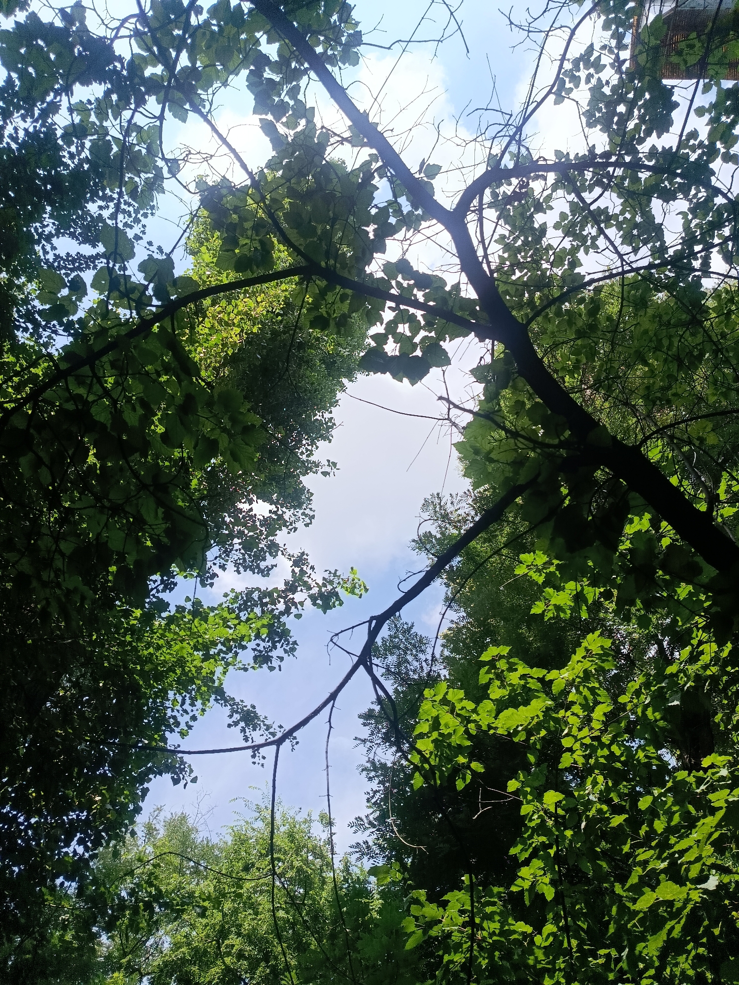 The image depicts a view looking upwards through the canopy of trees, with a bright sky visible in the gaps between the leaves and branches. The scene is dominated by lush green foliage and dark tree branches silhouetted against the sky, which is partly cloudy with patches of blue. The perspective suggests the viewer is standing on the ground within a wooded area. There are no people, animals, or man-made structures immediately apparent in the frame. The lighting suggests it is daytime, likely midday or afternoon, given the brightness of the sky. The image does not provide specific geographic markers that would allow for precise identification of a location within Chișinău, Moldova. It is a generic woodland scene.