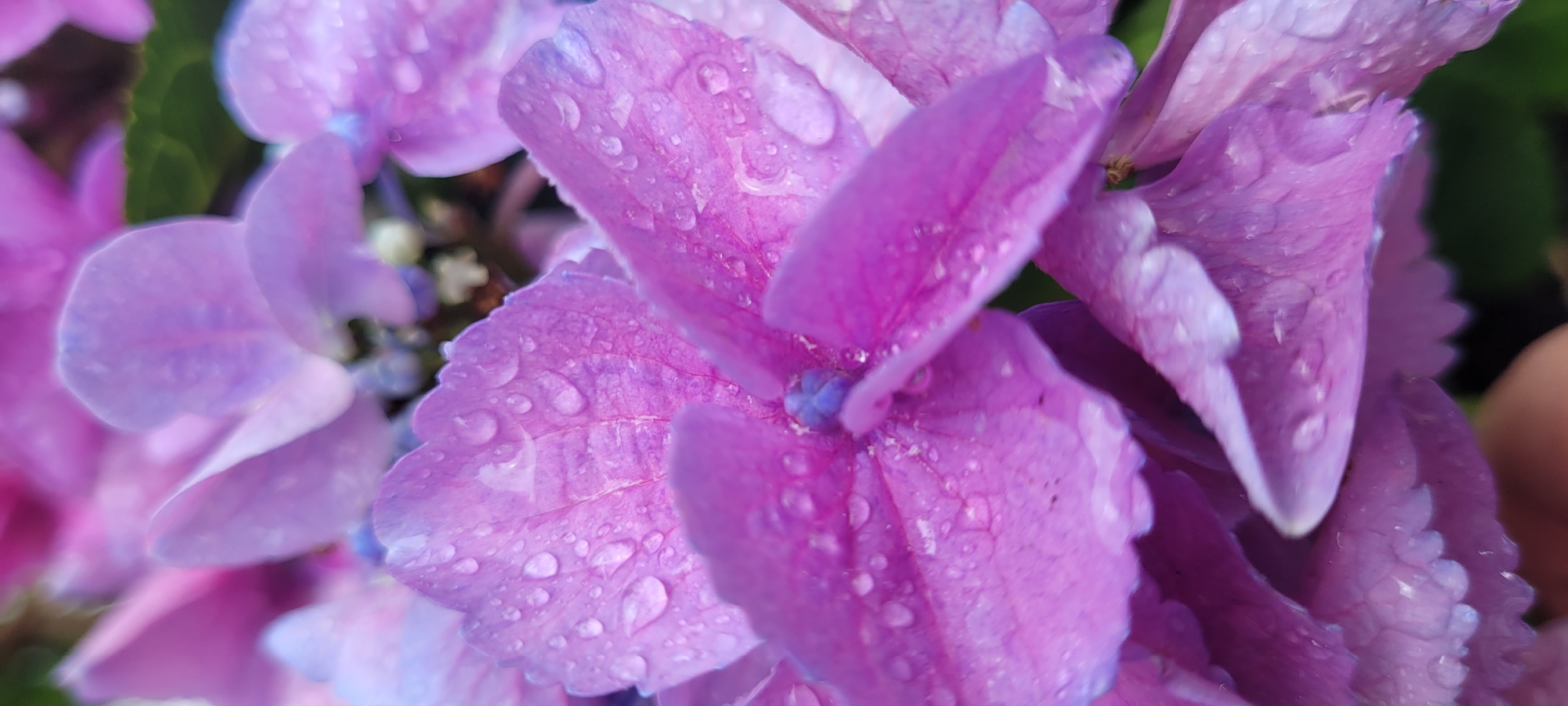 A close-up macro photograph shows several purple hydrangea petals covered in water droplets. The focus is on the textured surface of the petals, with some appearing lighter and more translucent due to the water. The background is softly blurred, showing hints of other hydrangea blooms and dark green foliage. The image appears to be taken outdoors, possibly in a garden, but no specific location in Dietzenbach, Germany, can be identified from the visual information provided. There are no people, animals, or discernible human activity present in the image.