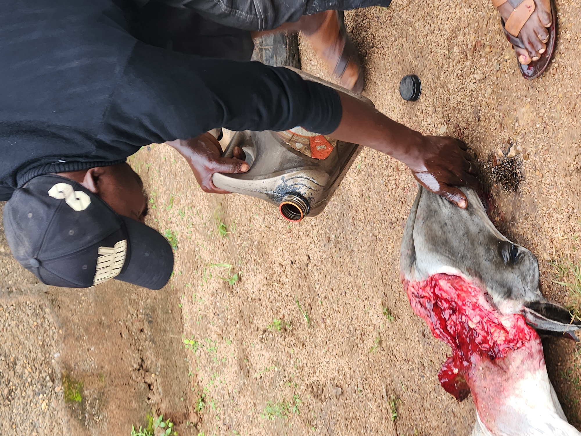 A person wearing a black hoodie and a black baseball cap is pouring liquid from a grey jerrycan onto the head of a deceased animal lying on the ground. The animal's head and neck are severely wounded, exposing flesh and blood. The ground is covered in small pebbles and some sparse green vegetation. The scene appears to be outdoors, possibly in a rural or undeveloped area. The individual's hands are wet, and the jerrycan has an orange and white label. Brown sandals are visible on the feet of the person and another individual partially in the frame. The overall impression is of an outdoor processing or preparation scene of a deceased animal.