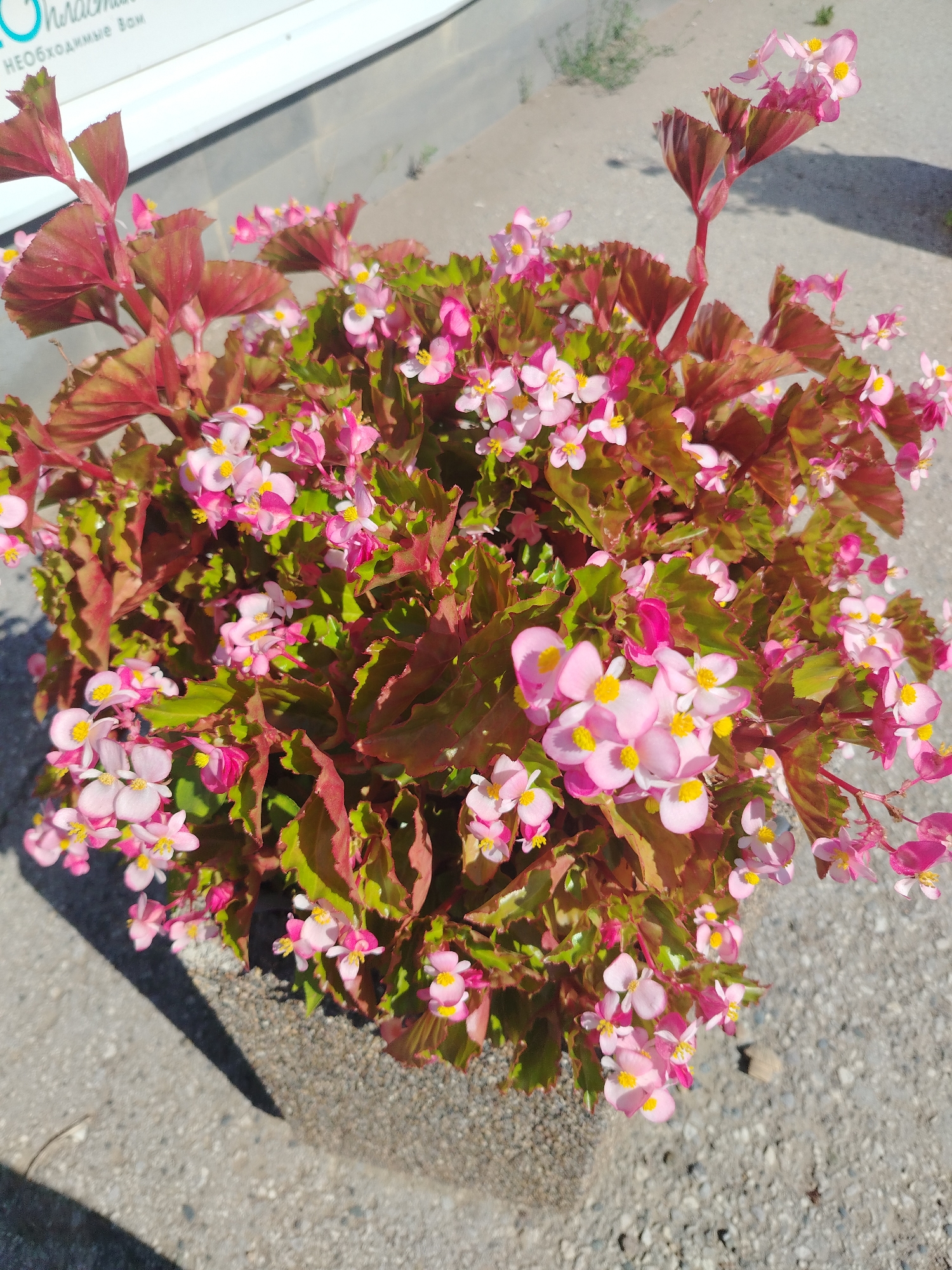A high-angle, medium shot captures a potted begonia plant with numerous small pink and white flowers with yellow centers. The plant's leaves are a reddish-brown with green edges. The begonia is situated in a grey concrete planter, casting a shadow to the left. The planter rests on a rough concrete surface with scattered small grey pebbles. In the upper left corner, a white structure with blue lettering is partially visible, suggesting a shop or establishment in the city of Chaikovsky, Russia. The lighting suggests it is daytime.