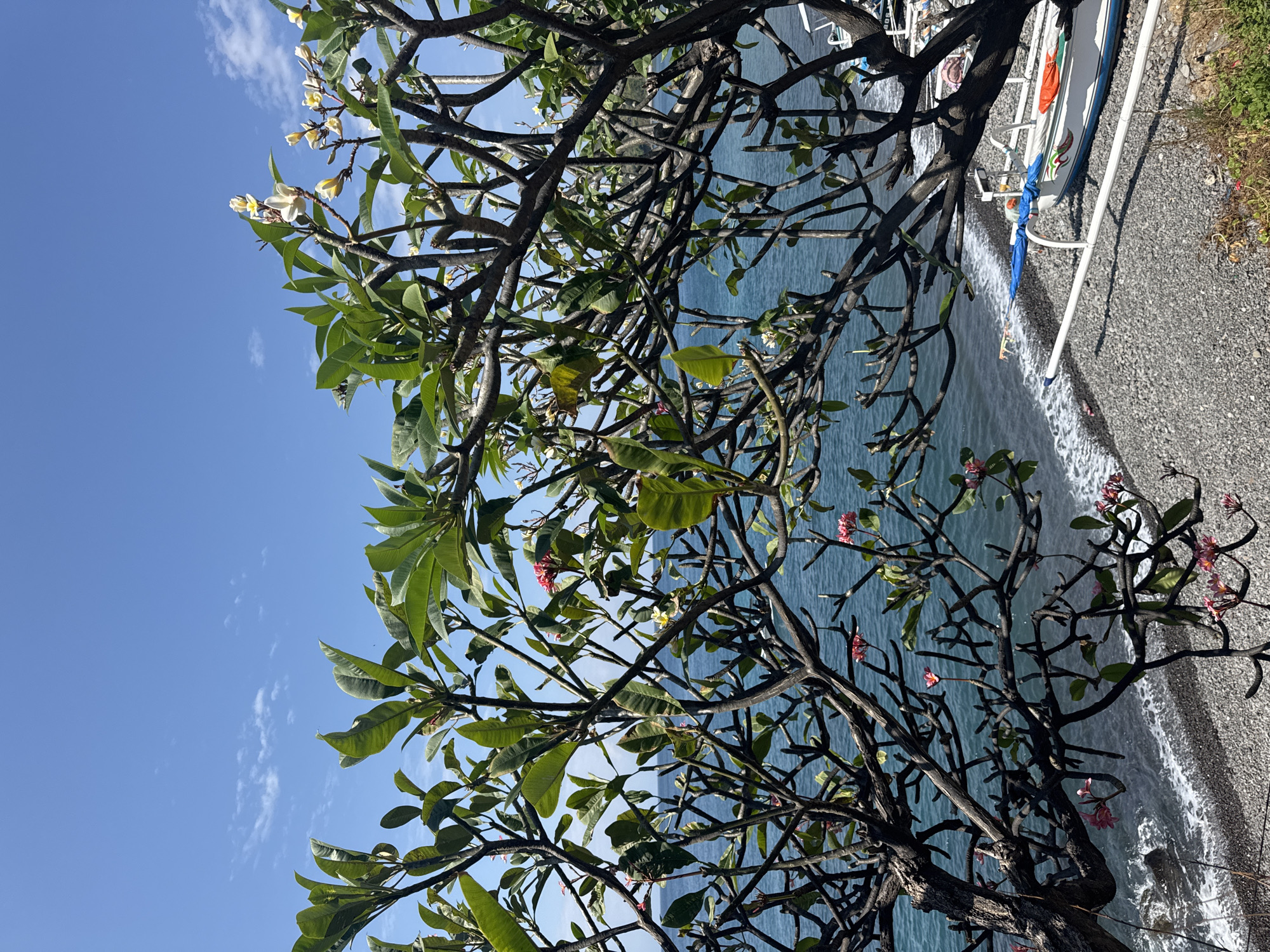 In Abang, Indonesia, a serene coastal scene unfolds under a clear blue sky dotted with a few wispy clouds. The foreground is dominated by the intricate branches of flowering trees, laden with vibrant green leaves and delicate pink and white blossoms. Through the foliage, the turquoise waters of the ocean beckon, gently lapping against a pebbled shore. Two traditional Indonesian outrigger boats, their white hulls adorned with colorful designs, rest on the beach, hinting at the presence of local life and activity. The overall impression is one of natural beauty and tranquility, a peaceful retreat from the bustle of everyday life.