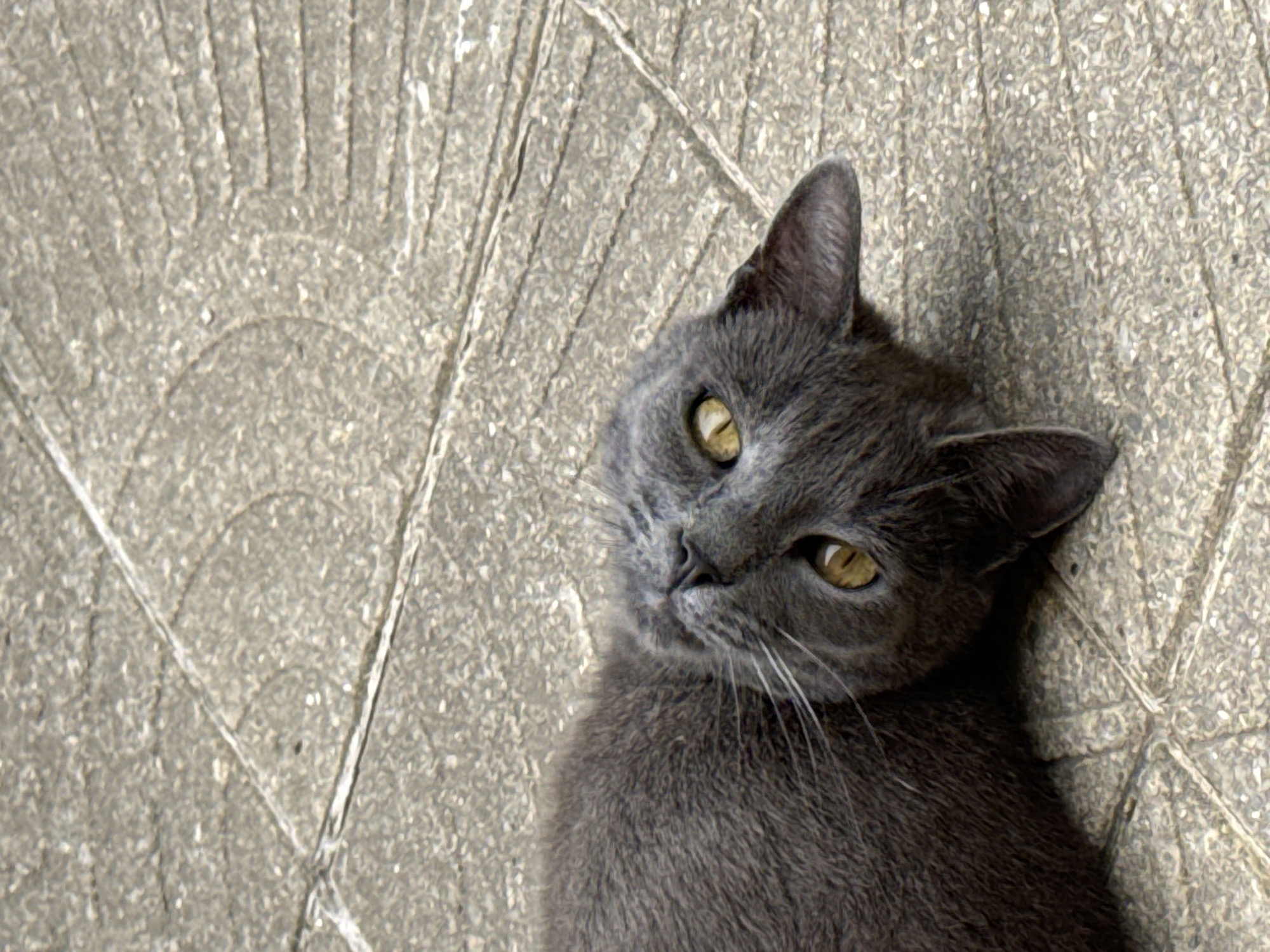 A gray cat is lying on its back on a paved surface, possibly a sidewalk, with its head tilted upwards and its eyes open. The cat's fur is short and appears to be a solid gray color. Its ears are pointed forward. The paved surface is made of rectangular stones or tiles, some of which appear to be cracked or worn. The scene is outdoors, and there are no other living beings visible in the image. The lighting suggests it is daytime. The exact location in Sofia, Bulgaria, cannot be determined from the image.