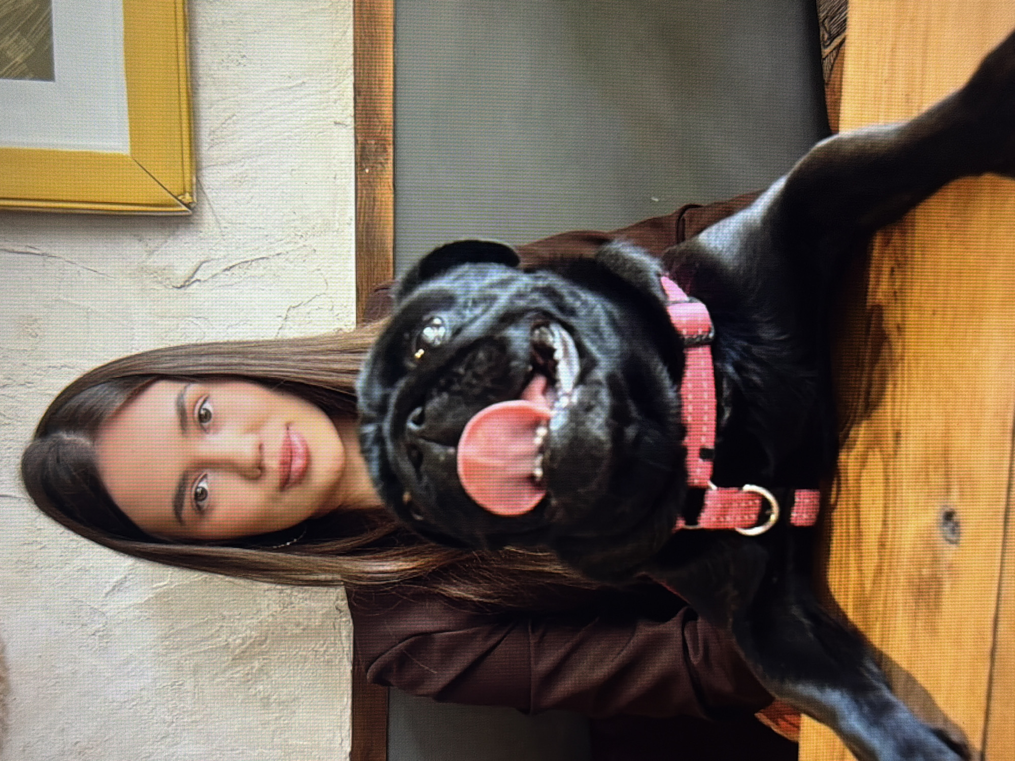 A young woman with long, dark hair sits with a black pug in front of her. The woman is wearing a dark brown jacket and has a light complexion. The pug is wearing a pink harness and its tongue is sticking out. They are both sitting at a wooden table. The background is a textured wall with a framed picture on the right. The setting appears to be an indoor establishment, possibly a cafe or restaurant, located in the city of Sirius, Russia.