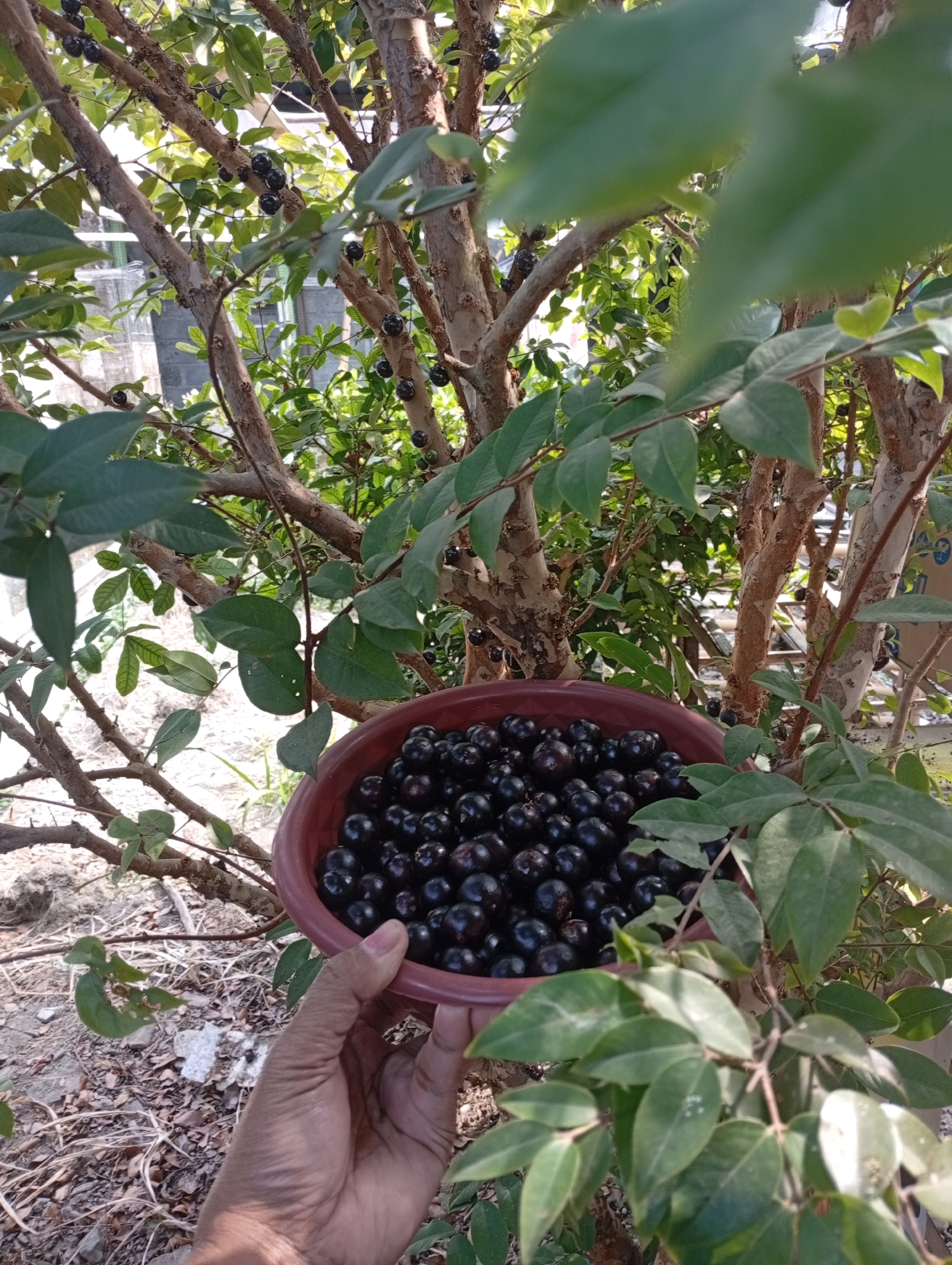In Puncu, Indonesia, a close-up shot captures a person's hand holding a dark reddish-brown plastic bowl filled with ripe jaboticaba fruit. The bowl is positioned in front of a jaboticaba tree, whose branches are laden with more dark, round fruits and green leaves. The background shows the textured bark of the tree, its branches, and foliage, with a glimpse of a building in the distance. The ground is covered with dry leaves and twigs. The lighting suggests it is daytime, with sunlight filtering through the leaves.