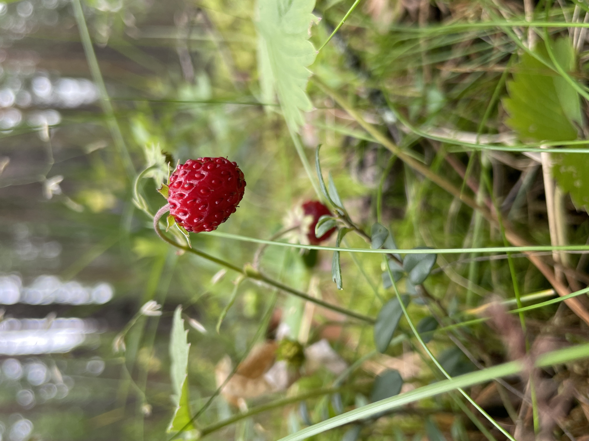 The image depicts a wild strawberry, a small, bright red fruit, hanging from its stem in a natural, outdoor setting. The strawberry is the primary subject, positioned slightly off-center to the right and in the foreground. Its surface is textured with visible seeds. Surrounding the strawberry is lush green vegetation, including grass, leaves, and other plants, creating a soft, blurred background that suggests a forest or woodland environment. The lighting appears natural, casting soft shadows and highlighting the vibrant color of the fruit. The overall impression is one of nature in its wild state, focusing on the simple beauty of the small berry. No people, structures, or signs of human activity are present in the image. The location in Solov'evka, Russia, is not visually represented within the frame.