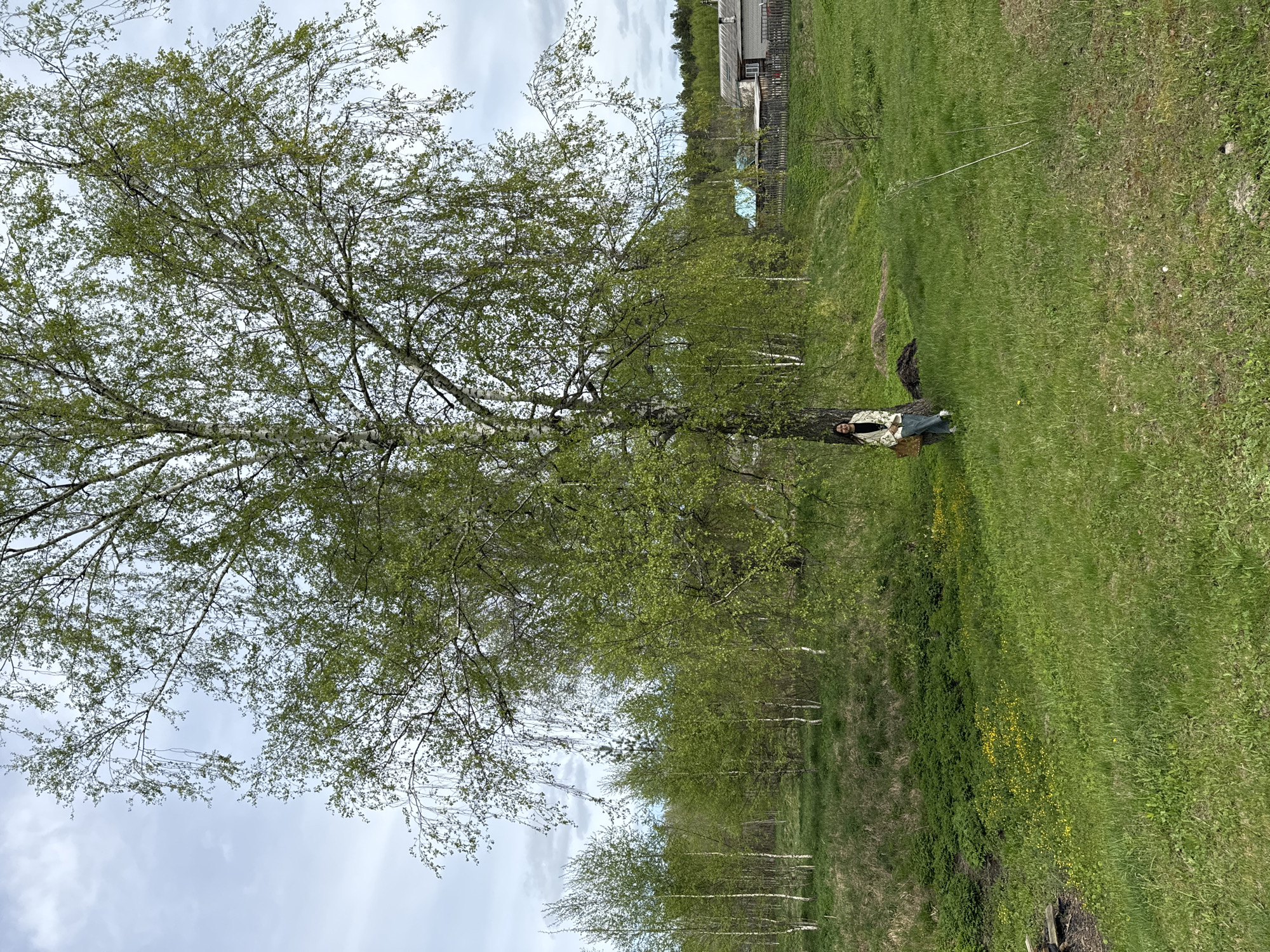 A person is sitting at the base of a large birch tree in a grassy field in Красный Маяк, Russia. The tree has light green foliage. Behind the person is a patch of dark vegetation. Beyond that is a row of birch trees. A wooden fence and buildings are visible in the distance. The sky is overcast with cloudy conditions. The ground is covered with green grass, with some areas of darker vegetation and yellow wildflowers.