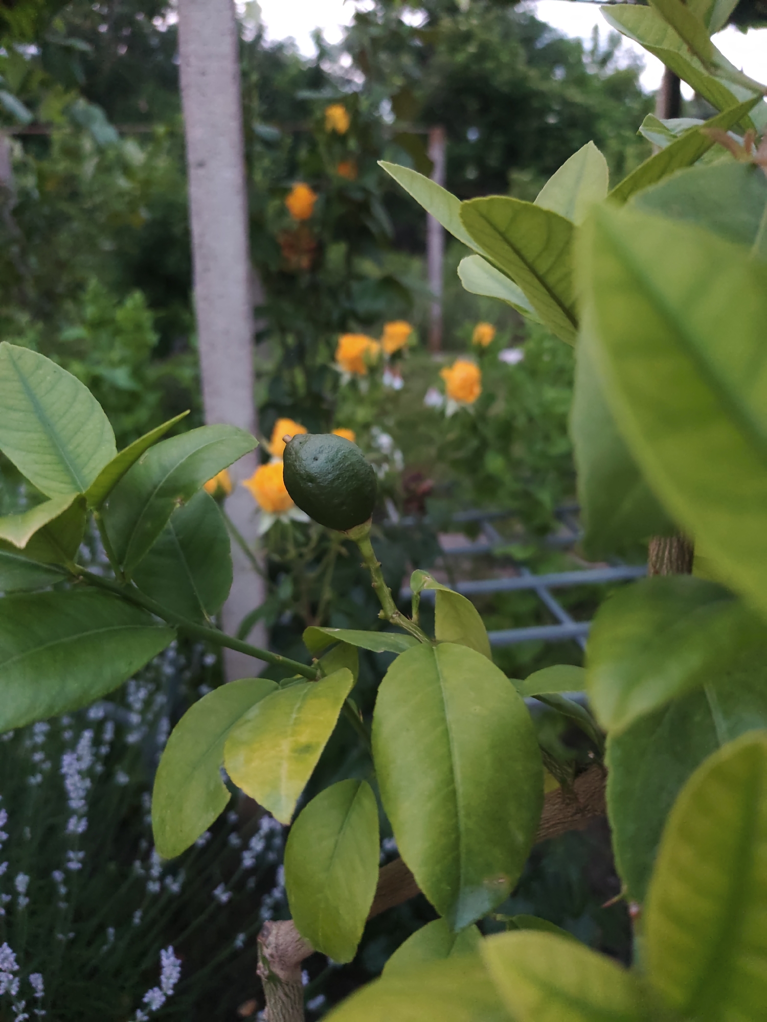The image captures a detailed view of an unripe green citrus fruit, approximately 2-3 cm in diameter, suspended from a branch within a garden in Rosno, Bulgaria. The fruit is encompassed by numerous green, ovate leaves, some exhibiting minor yellowing. The background features a blurred, light-colored vertical post positioned slightly left of center. To the right of the post, multiple yellow roses are visible in soft focus. In the lower-left foreground, a cluster of small purple flowers, consistent with lavender, is present. The broader background displays indistinct green foliage under a diffused, light sky. No individuals or explicit actions are discernible.