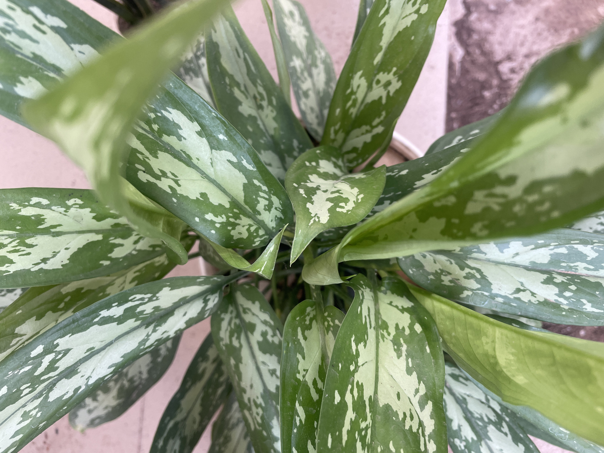 The image shows a houseplant, specifically an Aglaonema or Chinese Evergreen, viewed from directly above. The plant is in a pot, though the pot itself is only partially visible. The leaves are variegated, with patterns of light green and white markings on darker green. The focus is sharp, clearly displaying the leaf textures and patterns. The plant sits on a surface that is a light pink or beige color. There is an outdoor area with a concrete surface visible in the background. There is no information available to determine if the location is Jos, Nigeria.