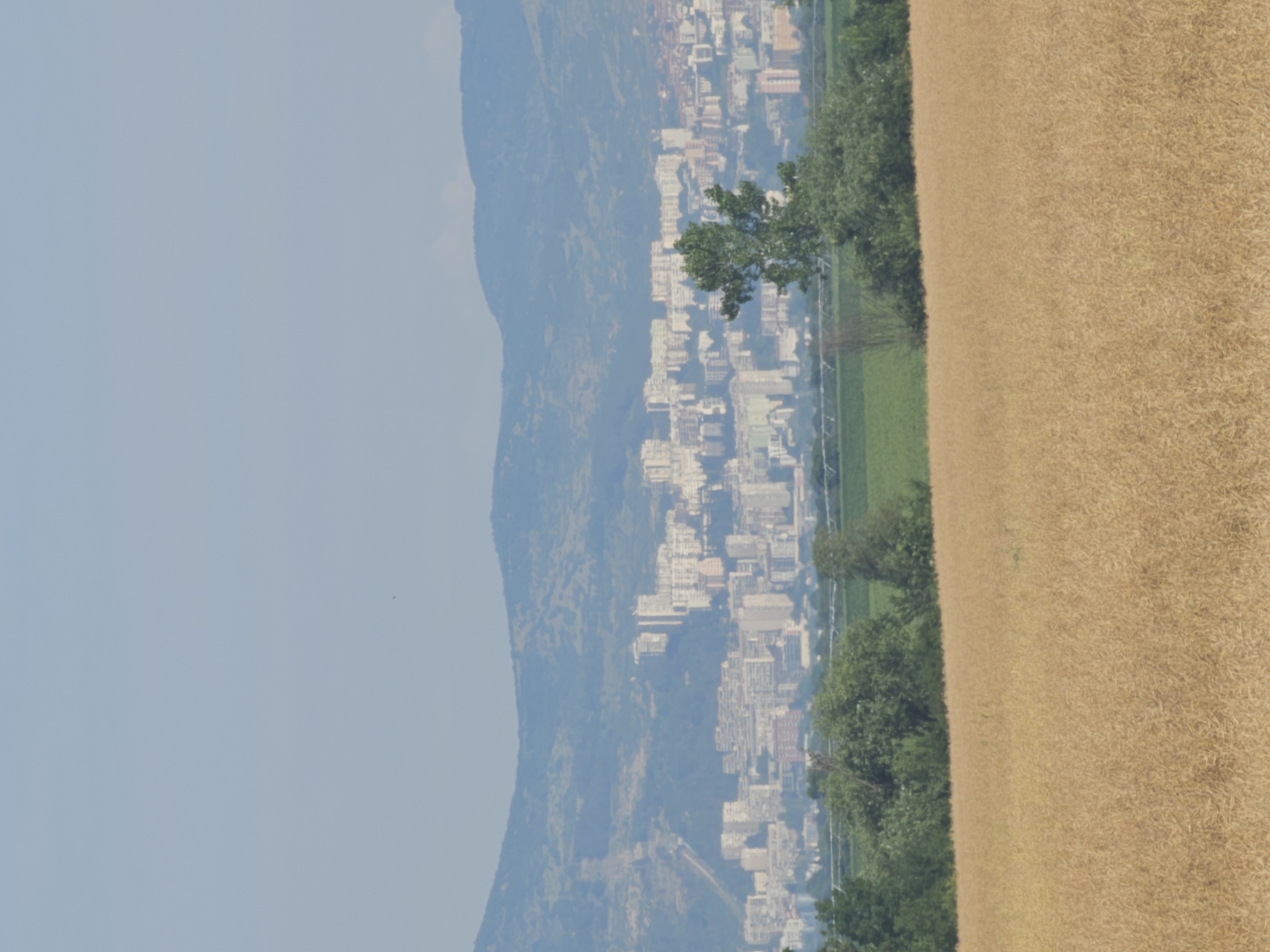 The image displays a panoramic view of the city of Kolarovo, Bulgaria, as seen from a distance across a vast field of golden-brown vegetation, likely ripe crops. In the foreground, the field occupies the majority of the lower frame. Beyond the field, a line of trees and vegetation forms a verdant transition zone. Further in the background, the city of Kolarovo sprawls across the landscape, a dense collection of buildings, predominantly light-colored, punctuated by some taller structures. The city is nestled at the base of rolling, hazy blue mountains that dominate the upper portion of the image, their slopes showing signs of vegetation and some discernible contours. The sky is a pale, cloudless blue, suggesting a clear, possibly warm day. No people or specific actions are visible in the scene, which focuses on the interplay between the natural landscape and the urban environment. The overall impression is one of a serene, somewhat distant view of a city integrated within its natural surroundings.