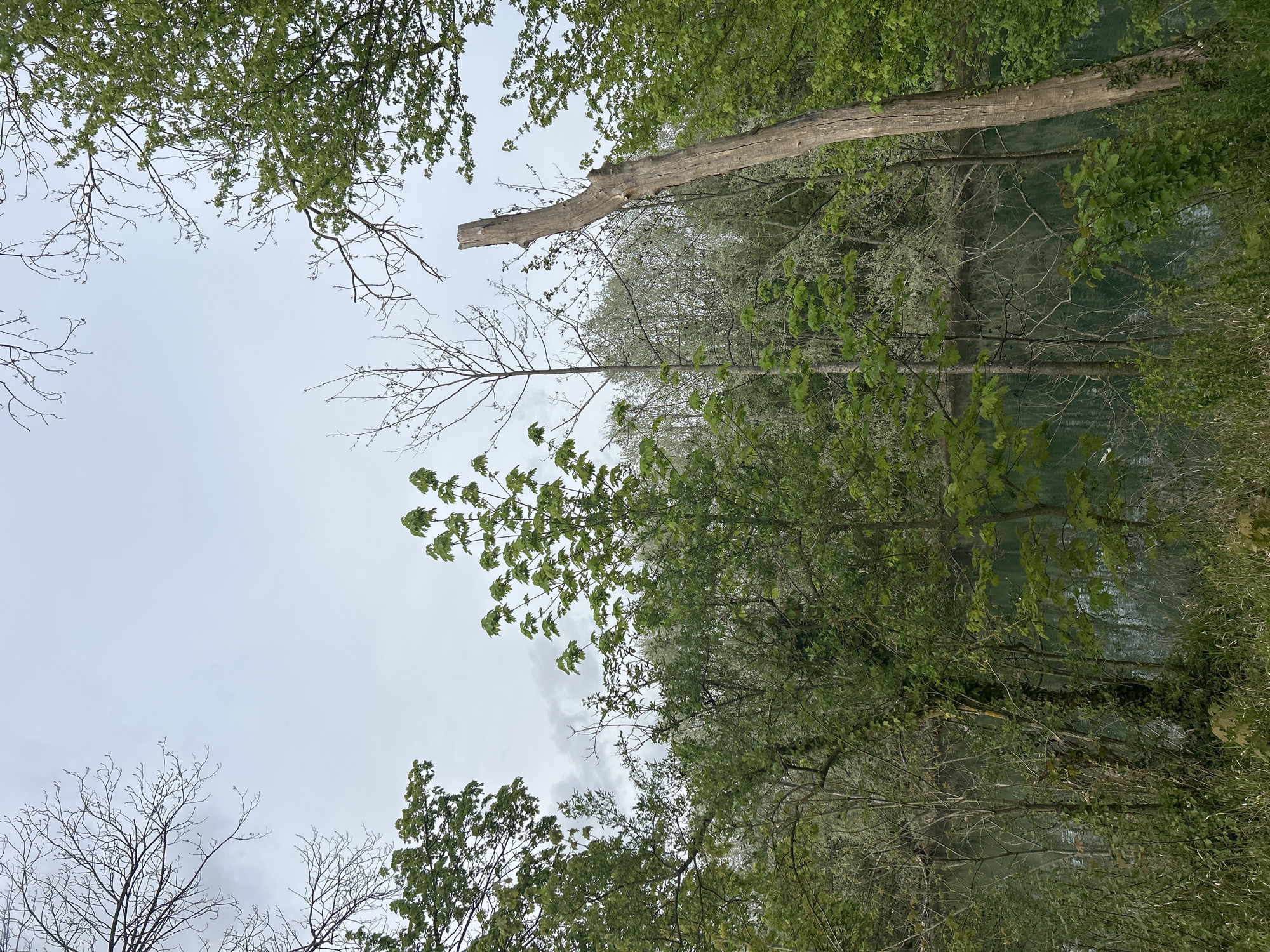 The image depicts a view looking upwards towards the sky through a dense canopy of trees. The location is Noisiel, France. The sky is overcast and appears grey. There are various types of trees with leaves in different shades of green. Some trees are bare with only branches visible. There is also a dead tree trunk in the scene. Through the trees, a body of water is visible, possibly a river or lake. The photograph is taken from a low angle, emphasizing the height of the trees. There are no people visible in the scene.