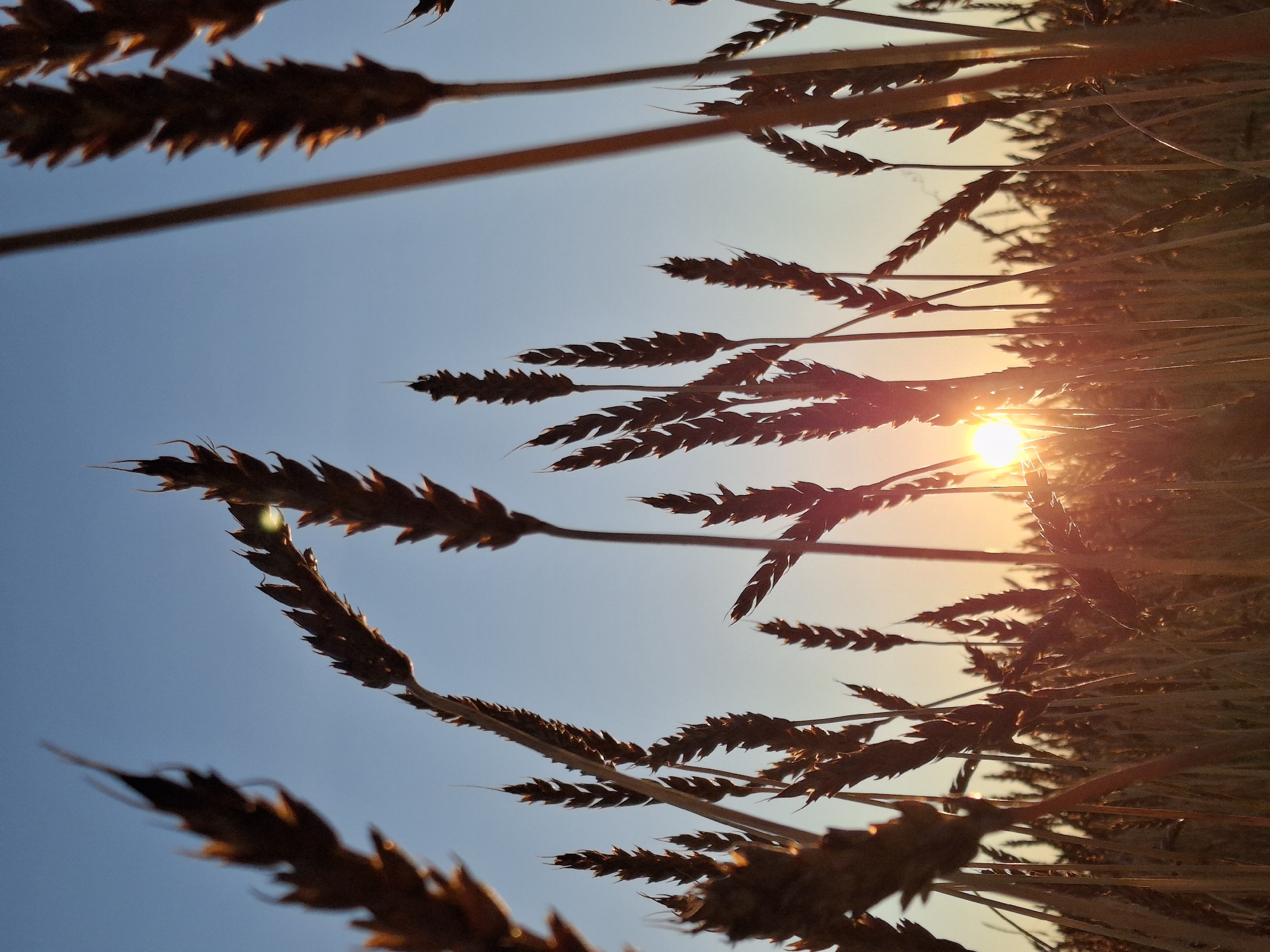 The image is a close-up, low-angle shot of a wheat field at sunset. The sky is a clear, pale blue transitioning to a soft orange near the horizon. Silhouettes of wheat stalks, with their characteristic spiky heads, dominate the foreground and midground. The sun is a bright, glowing orb positioned low in the sky, peeking through the wheat stalks and casting a warm, golden light. Some of the wheat heads are sharply in focus, revealing their texture and form, while others are blurred, creating a sense of depth. The overall impression is one of natural beauty and tranquility. The location is specified as Plishkino, Russia.