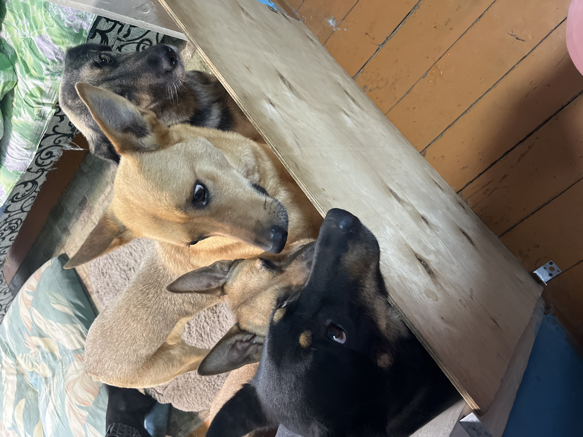 Four dogs are gathered together in a wooden enclosure. In the foreground, a black and tan dog is looking directly at the camera with its head poking over the edge of the enclosure. Behind it, a light brown dog with pointed ears is also looking forward. To the right, a larger, darker colored dog with a speckled coat is visible, partially obscured by the light brown dog. Another light brown dog is in the background, facing away from the camera. The dogs are on a multi-colored patterned rug, with a wooden floor visible to the right. The enclosure appears to be constructed of unfinished plywood. The background shows bedding or pillows with a floral pattern. This scene does not provide any specific indicators of its location in Nizhny Tagil, Russia.
