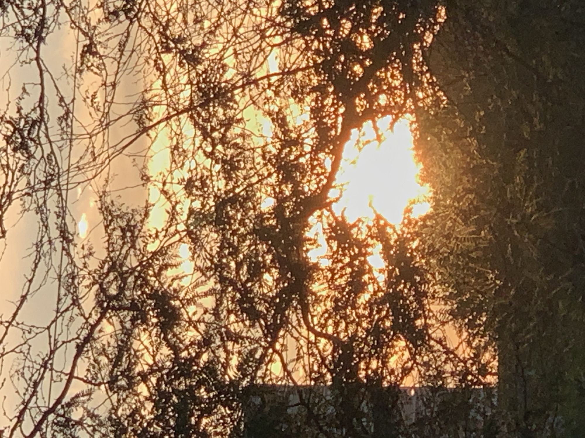 A wide shot captures a sunset through the branches of acacia trees. The sun is positioned in the center of the frame, with its rays illuminating the sky with warm, golden hues. The trees' silhouettes are dark against the bright sky, creating a dramatic contrast. The image is taken from an outdoor location, possibly a park or a rural area, given the presence of trees. The lighting suggests it is either sunrise or sunset, with the sun positioned relatively low in the sky. The overall mood is serene and peaceful.