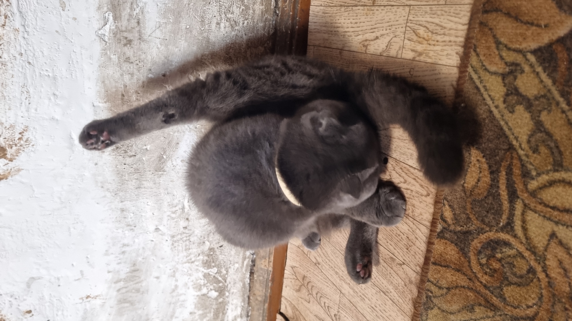 A gray kitten is grooming itself on a wooden floor next to a textured white wall. The kitten is lying on its side, with its head tucked towards its body and one hind leg raised in the air. Its front paws are resting on the floor. A portion of a patterned rug is visible in the foreground. The image is a still photograph taken indoors.