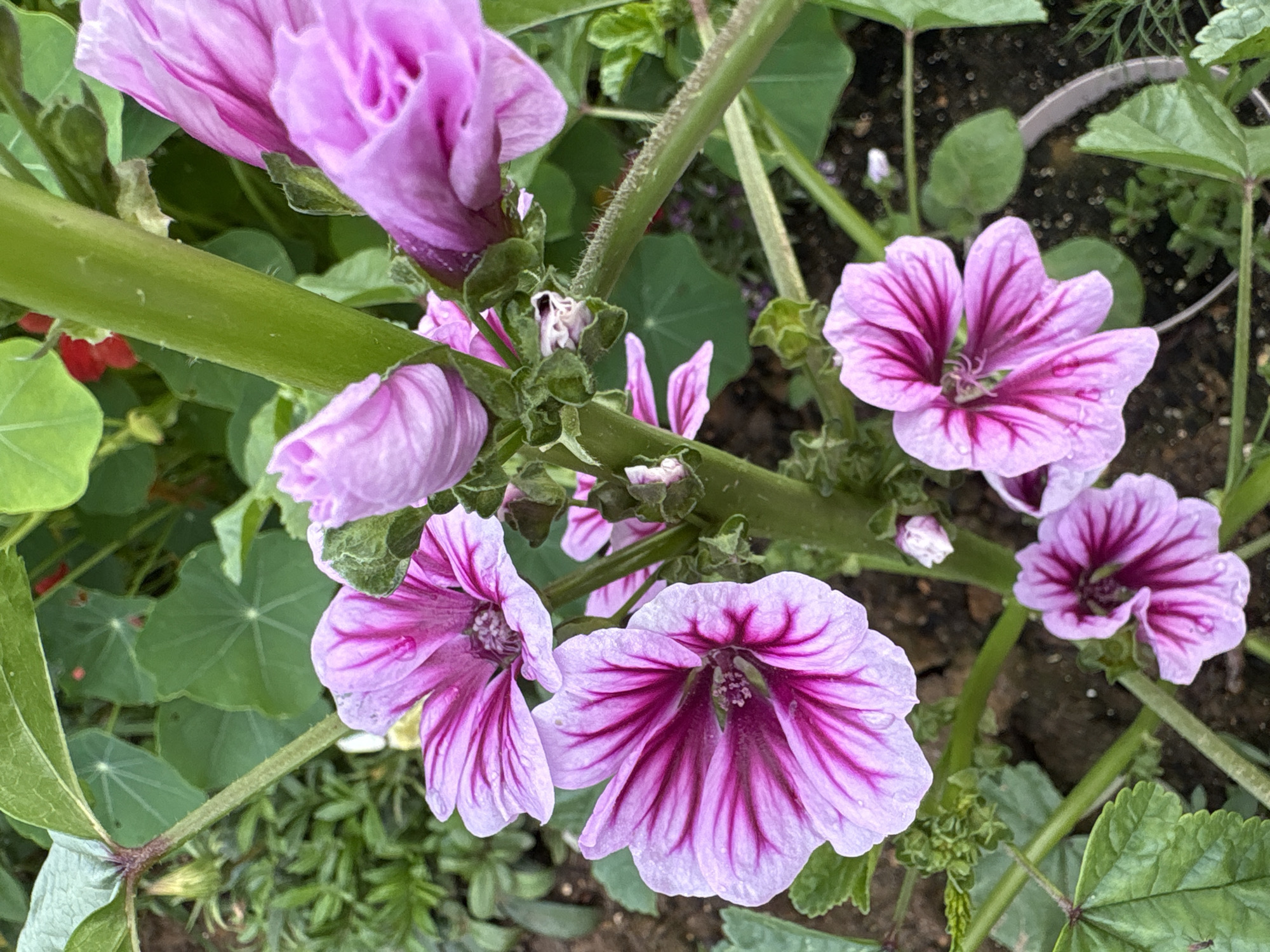 A cluster of pink and purple striped mallow flowers bloom on a green stem, some with water droplets on their petals. They are surrounded by lush green leaves and the dark soil of a garden. The scene appears to be outdoors, likely in a garden or park in Dolce Vita KP, Russia. There are no people or animals visible in the image.