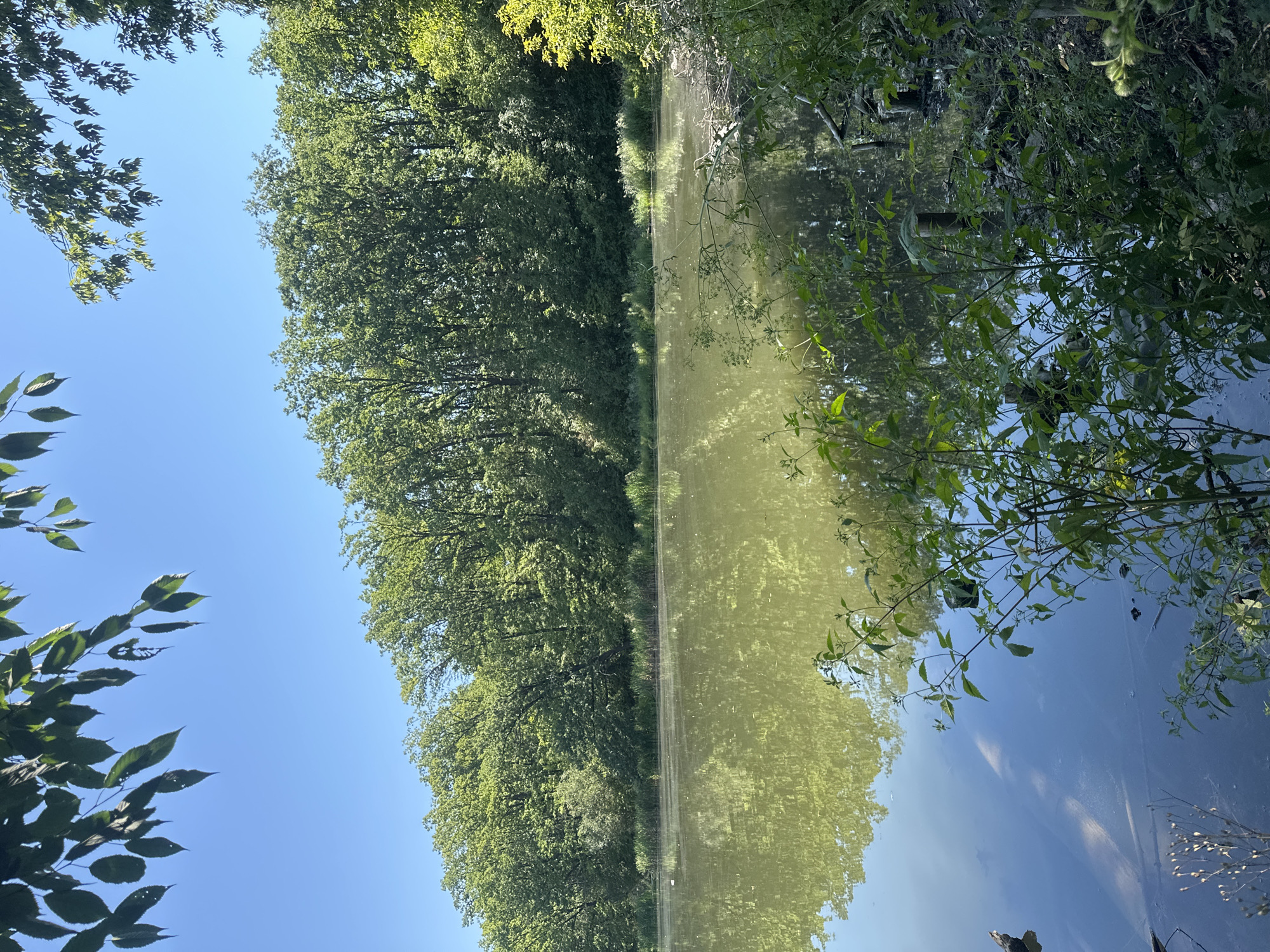 The image depicts a serene natural scene at a body of water, likely a pond or lake, surrounded by dense foliage and trees. The water surface is calm, reflecting the vibrant green of the trees and the clear blue sky. Overhanging branches with lush green leaves frame the top of the image. The vegetation along the edge of the water appears dense and varied, with reeds and smaller plants growing near the bank. The overall impression is one of tranquility and natural beauty. The location is identified as Makiv, Ukraine.