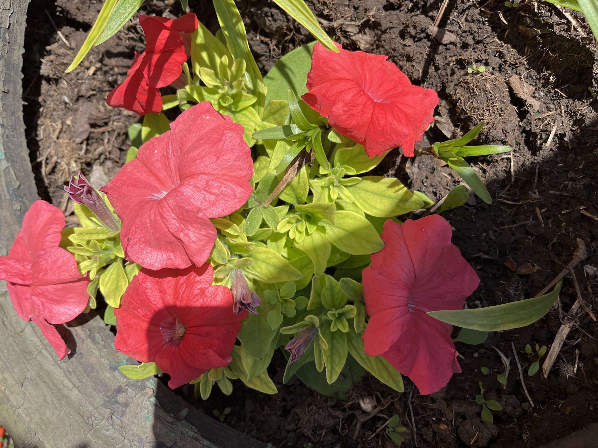 The image shows a close-up of vibrant red petunia flowers in a planter. The flowers have a trumpet-like shape and appear to be in full bloom, with some buds also visible. The leaves are a bright, chartreuse green and are interspersed with the flowers. The planter's rim, which appears to be made of a dark, weathered material, is visible in the upper left corner. The ground beneath the flowers is dark soil, with some small twigs and dried leaves scattered on the surface. The lighting suggests it is daytime with sunlight casting shadows on the flowers and soil. There are no people or animals present in the image. The scene is outdoors, likely in a garden or on a patio. The location is identified as Zhigalovo, Russia.