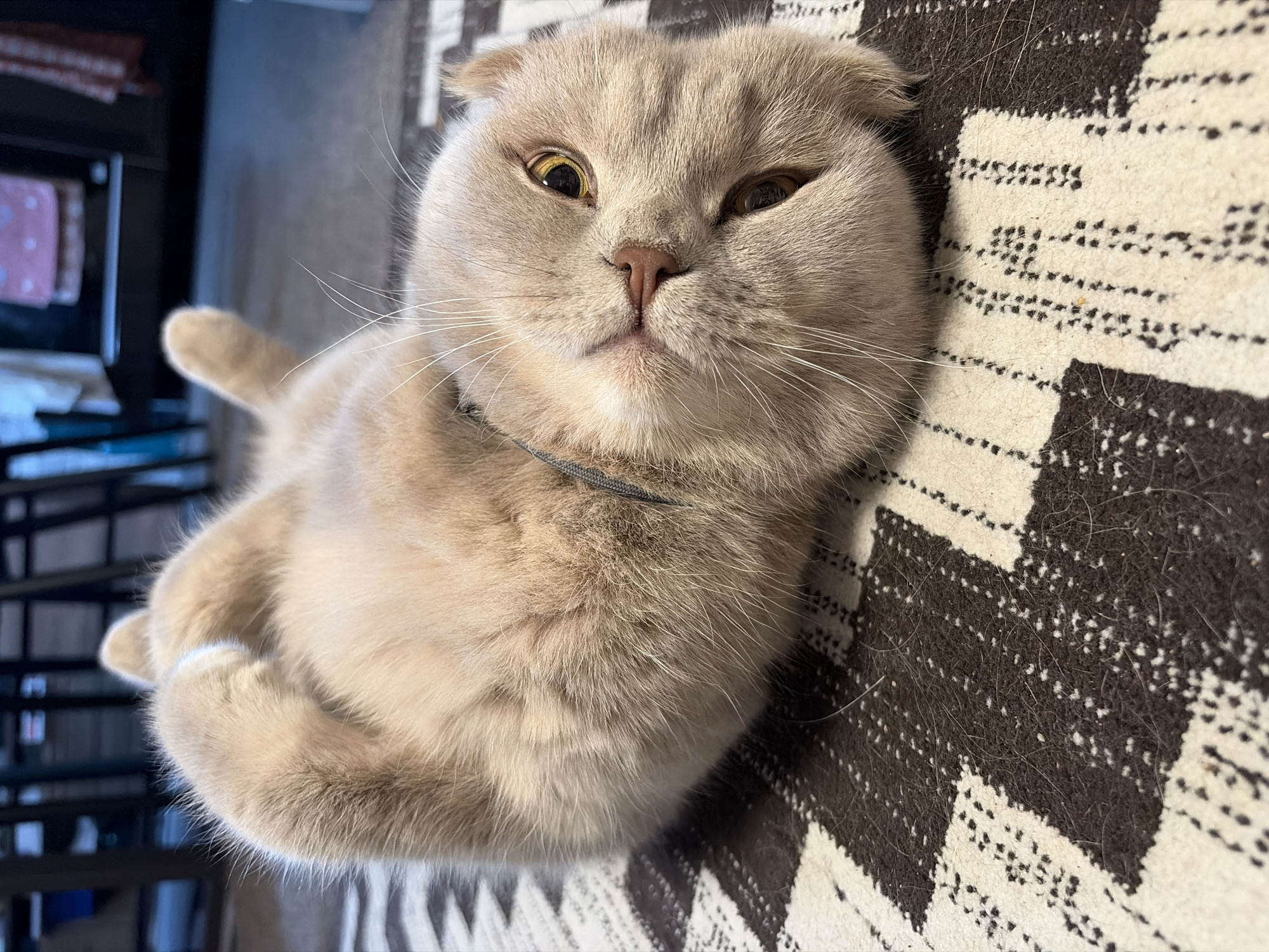 A domestic cat, likely a Scottish Fold, lies on a patterned brown and white rug. The cat is light brown in color, with small, folded ears and amber eyes. It wears a grey collar. The location is not identifiable as Chaikovsky, Russia based solely on visual information.