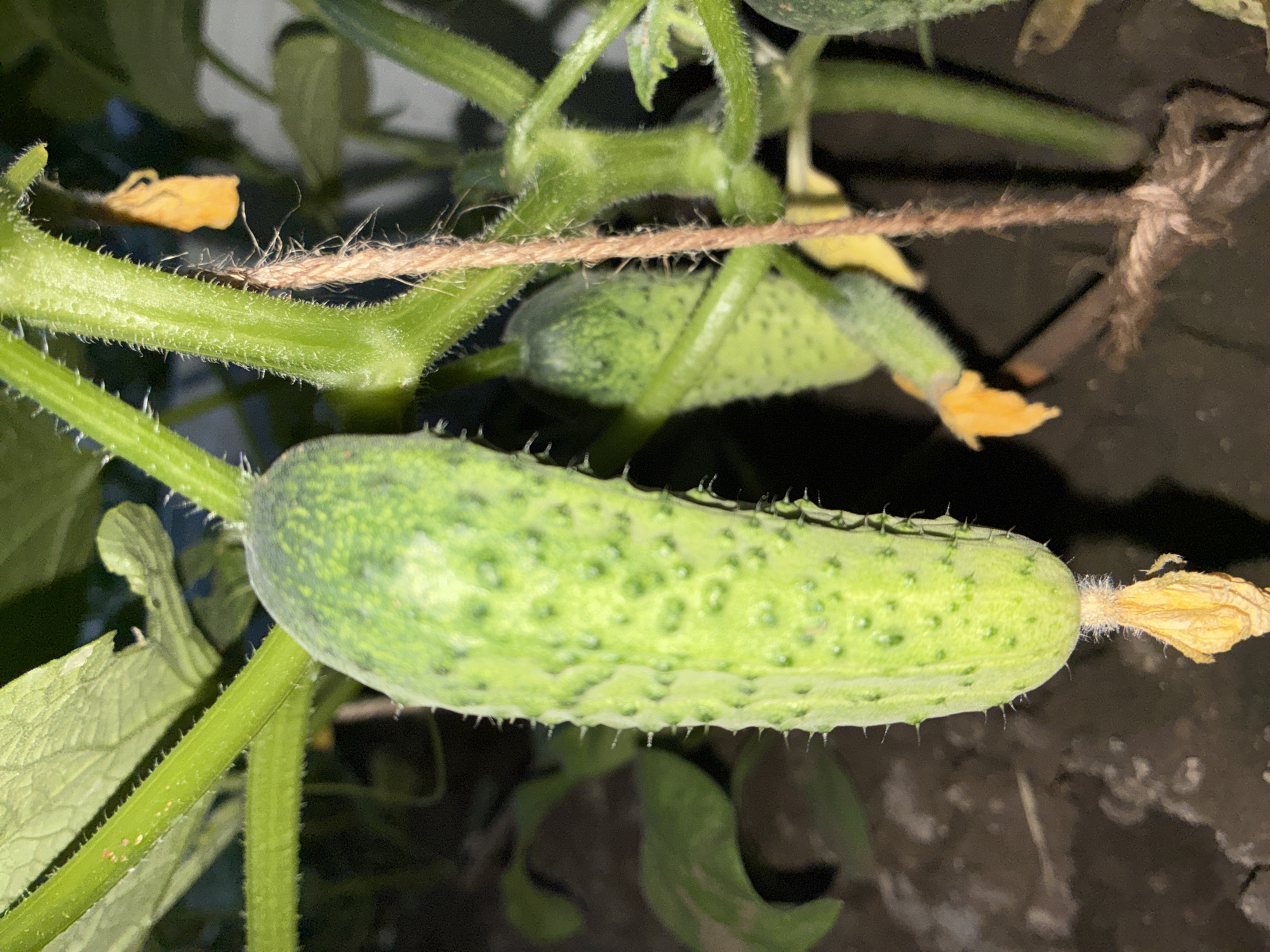 In the city of Totskoye, Russia, an image captures a close-up view of a cucumber plant. The plant is lush and green, with several small cucumbers developing on its vines. The largest cucumber is prominently featured in the foreground, showing its bumpy texture and delicate white spines. One of its yellow flowers is still attached, wilting slightly. Another smaller cucumber is visible further back on the vine, also with a yellow flower. The plant's stem is covered in fine hairs, and a piece of twine is tied around one of the thicker stems, likely to support its growth. In the background, dark soil and some out-of-focus green leaves suggest the plant is growing outdoors. The lighting appears to be artificial, possibly from a flash, creating strong highlights and shadows.