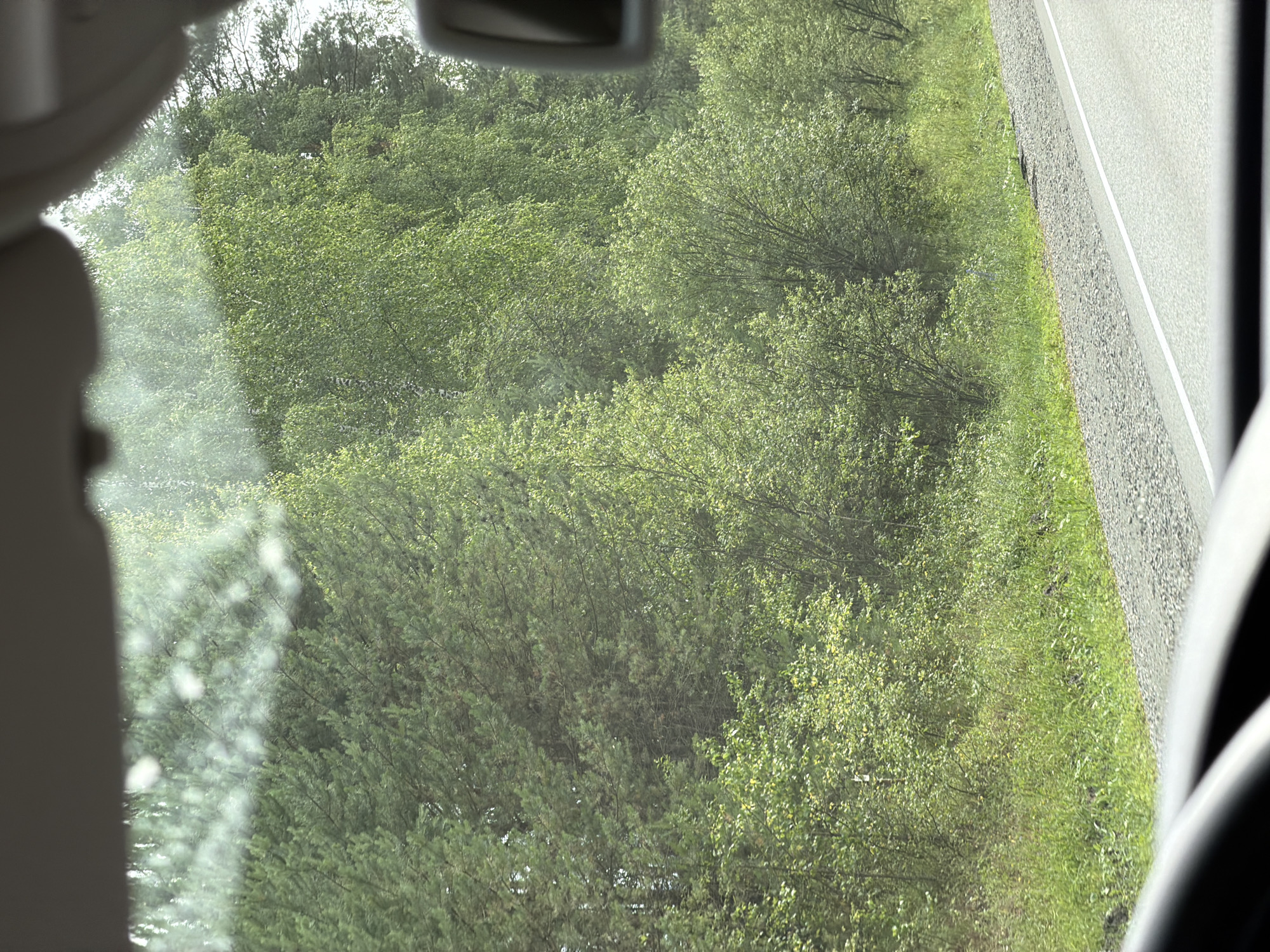 This image, captured from inside a vehicle, shows a roadside view of a dense forest in Катунь, Russia. The foreground is dominated by the car's dashboard and windshield, with a hint of the steering wheel visible at the bottom. The windshield has some water droplets or dirt, causing minor visual distortions. Beyond the windshield, a lush green forest stretches out, comprised of various trees with dense foliage. The trees are a mix of lighter green deciduous trees and darker green coniferous trees. A gravel shoulder lines the side of a paved road, which is also visible in the lower right portion of the image. A small portion of the vehicle's side mirror is visible on the right side of the frame, attached to the car's exterior. The overall lighting suggests it is daytime, possibly with overcast skies or dappled sunlight filtering through the trees.