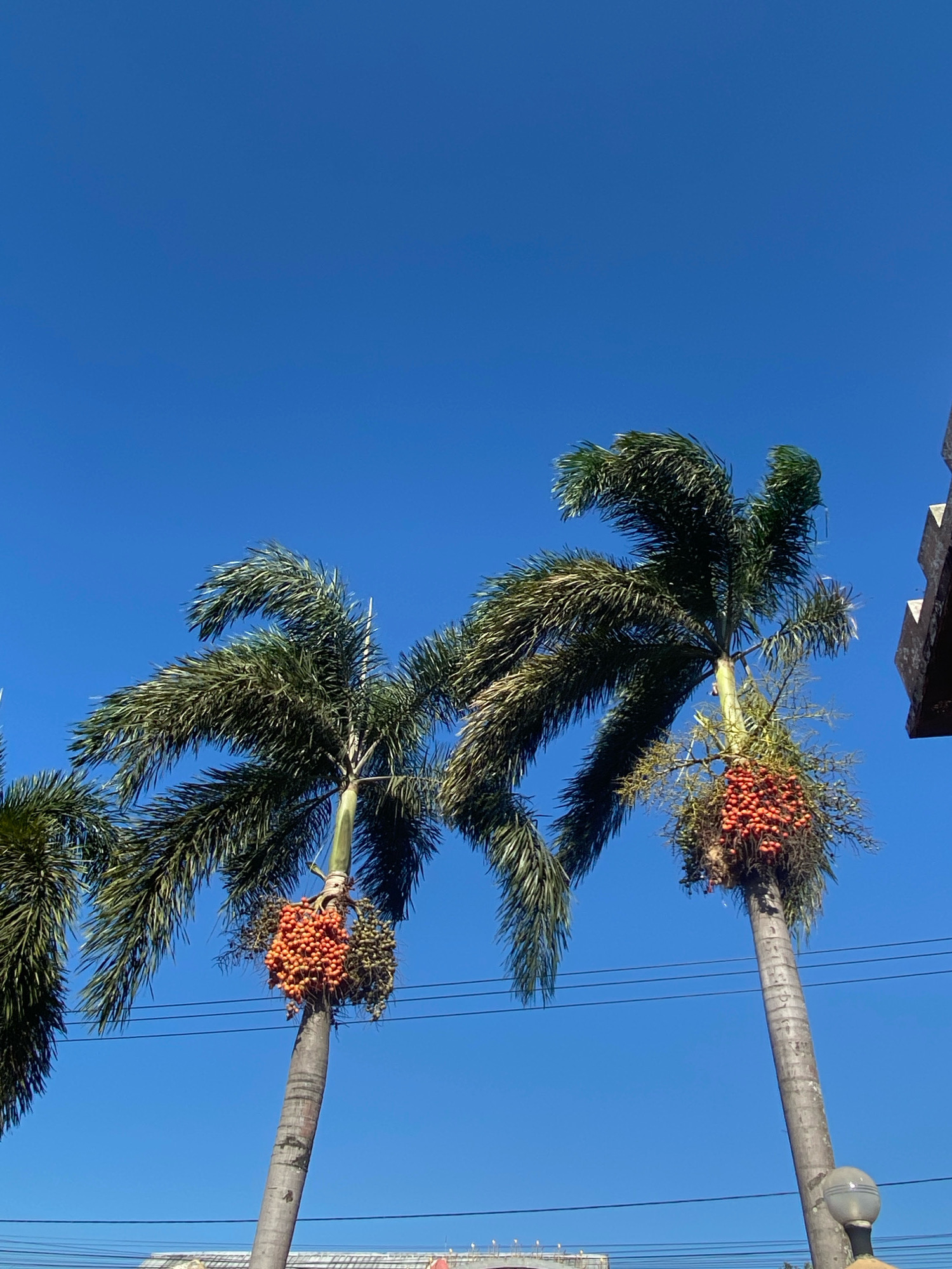 Two palm trees, bearing clusters of orange fruit, are viewed from below against a clear, bright blue sky. The fronds of the palm trees are lush and green, with some appearing to be windblown. One palm tree, in the foreground and slightly to the right, has a large cluster of bright orange fruit. Another palm tree, to the left of the foreground tree, also displays a similar cluster of orange fruit. In the upper right corner, a portion of a building with a textured facade is visible. Power lines run horizontally across the middle of the image. In the lower part of the image, a light fixture with a circular shade is partially visible, and what appears to be the top of a building or structure is seen in the distance. The scene suggests a tropical or subtropical urban environment, likely in the city of Mangunrejo, Indonesia, given the presence of palm trees and a clear sky.