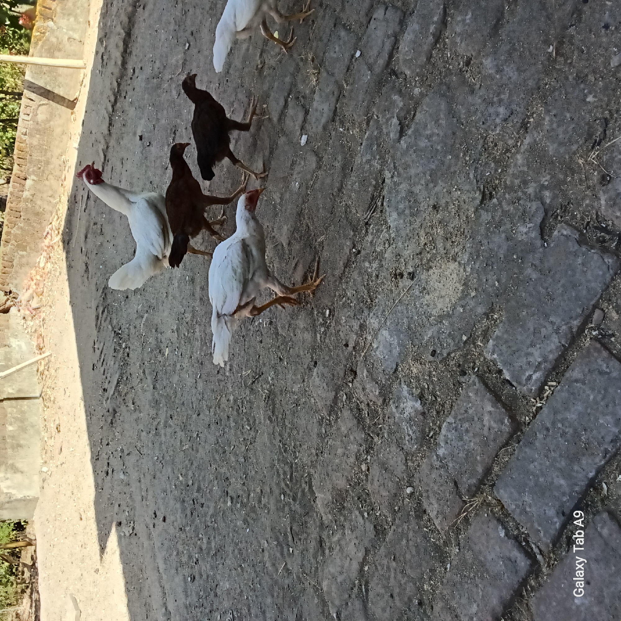 A white rooster with a red comb and wattle stands on a dusty, cobblestone ground. It is looking to its left. To its right, a dark brown chicken is walking away from the camera, and to the right of that, a lighter brown chicken is walking. Further to the right, a white chicken is walking away from the camera. In the background, there is a wall of rough-hewn concrete or stone blocks and some sparse, dry vegetation. The scene is lit by sunlight, casting a distinct shadow on the ground. The watermark "Galaxy Tab A9" is visible in the lower left corner. The image appears to be taken in Trenggalek, Indonesia, given the presence of chickens, common in rural areas and villages, and the style of the masonry.