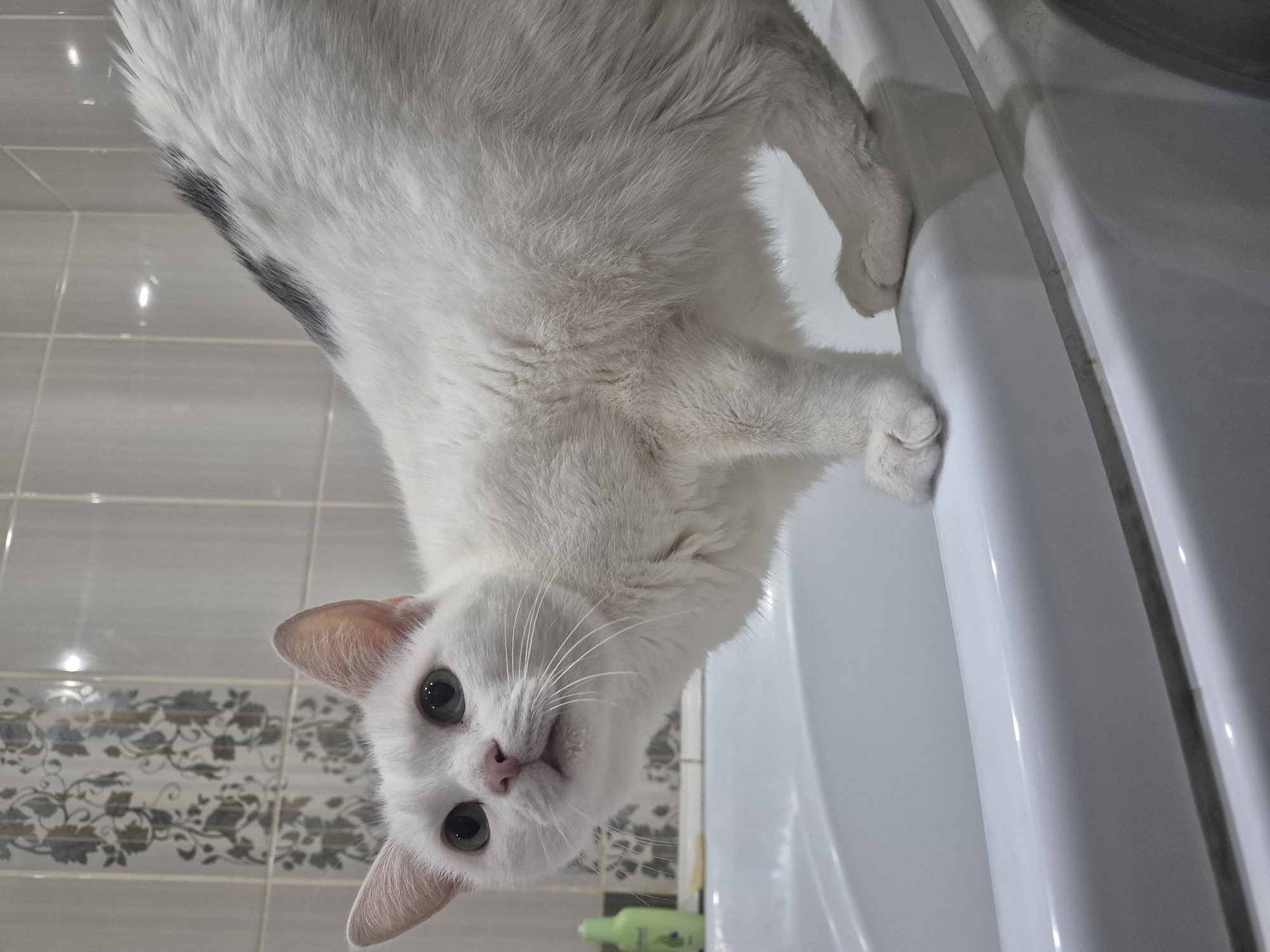 A white cat with green eyes and a patch of gray fur on its back stands on the edge of a white bathtub. The cat is looking to its left with its mouth slightly open. The bathtub is in a bathroom with tiled walls. A green bottle is visible on a shelf behind the cat. The scene appears to be indoors.