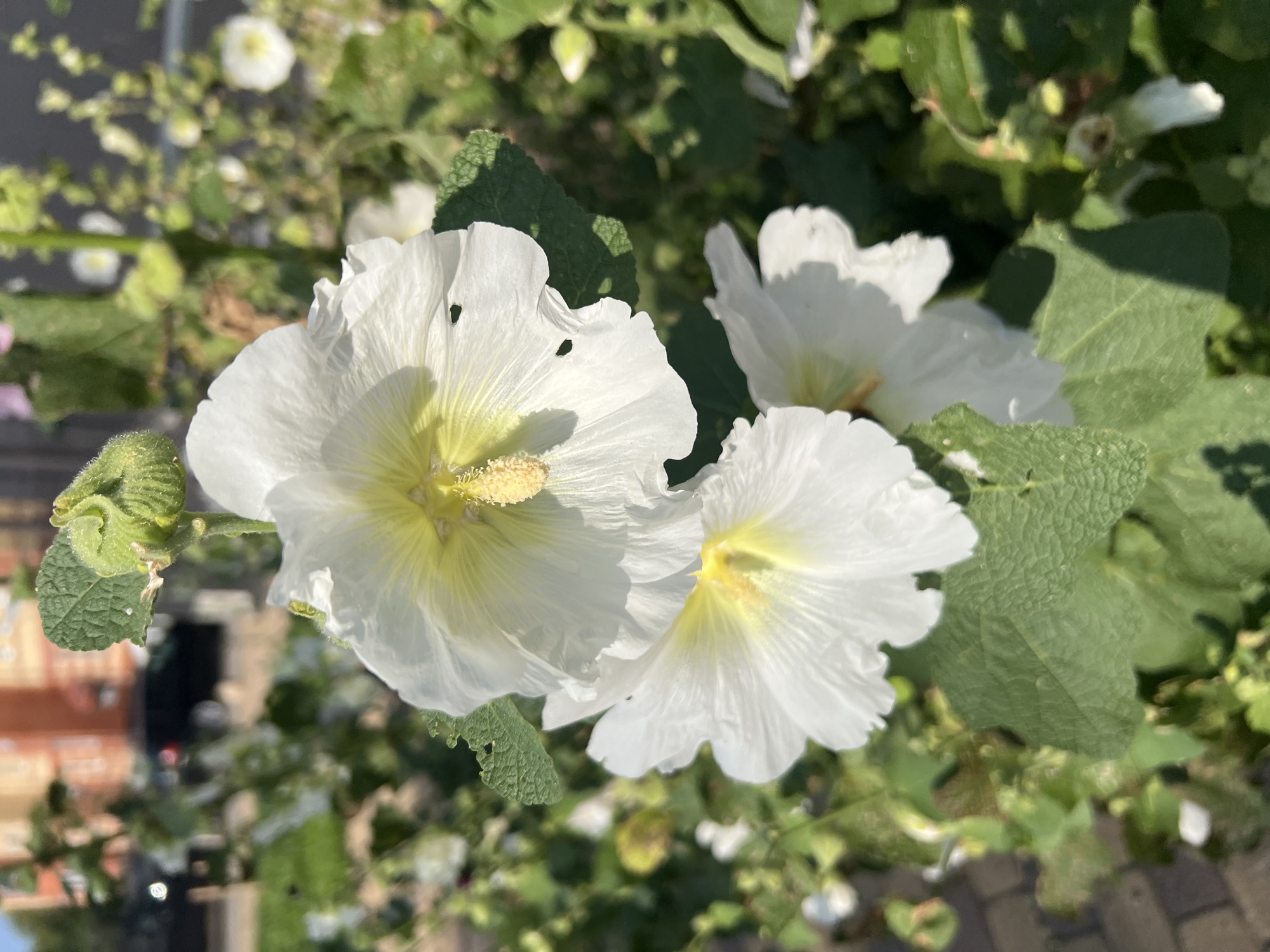 In a close-up, vertical outdoor shot, two white hollyhock flowers with yellow centers are prominently featured. The flower in the foreground is slightly out of focus, while the one behind it is sharper. Both flowers exhibit delicate, ruffled petals. A fuzzy, green bud is visible at the top left of the frame, along with lush green foliage. The background is blurred, showing hints of a building with orange brickwork and a dark-colored vehicle on a street. A paved walkway is also visible in the lower left corner. The scene appears to be an urban environment, possibly a garden or park area within the city of Unknown, Unknown.