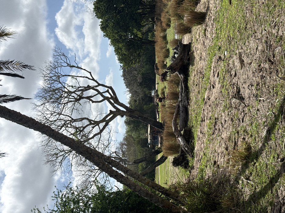 This image depicts an outdoor environment within Bay Lake, United States, resembling a savanna or wildlife reserve landscape. The scene is observed under a partly cloudy sky with prominent white clouds.
In the immediate foreground, two thick, dark-barked tree trunks, likely from a palm species, angle diagonally from the lower-left to the upper-right, partially framing the view. The ground directly beneath is composed of sparse green grass mixed with exposed tan soil. Several large, dark, weathered logs lie horizontally across this area, with some smaller clusters of dry, brown reeds visible.
The midground features multiple deciduous trees with intricate, bare branches. Scattered among these trees and patches of tall, dry, golden-brown reeds are several reddish-brown bovines, consistent with Ankole-Watusi cattle. Some animals are standing, while others appear to be resting or grazing near a small, muddy puddle.
In the mid-background, an earth-toned, multi-passenger safari vehicle, characteristic of those used for wildlife viewing, is partially visible, positioned behind the reeds and bare trees. Further in the background, a lighter-colored pickup truck is observable on a paved path, surrounded by denser green foliage. No human figures are distinctly visible or identifiable within the scene.