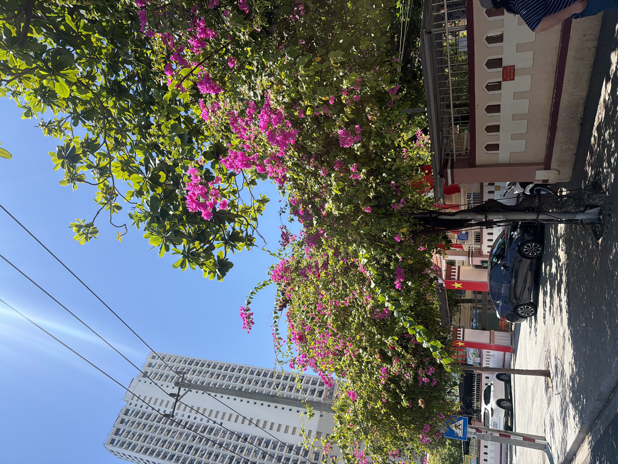 The image captures a bright, sunny day in Nha Trang Ward, Vietnam. In the foreground, a sidewalk is shaded by a lush green tree adorned with vibrant pink bougainvillea flowers. The tree trunk is wrapped with electrical wires. To the left, a white SUV is parked on the street, and a pedestrian crossing sign is visible. Behind the tree, a dark sedan is parked further down the street. The background features a tall, modern white building with many balconies, a distinctive architectural feature of the city. A low, decorative wall with arched patterns lines the right side of the scene. Red flags with yellow stars, likely Vietnamese flags, are displayed on poles above the wall. The sky is a clear, bright blue, and the sun is casting strong shadows. A person wearing a striped shirt is partially visible on the far right edge of the image.