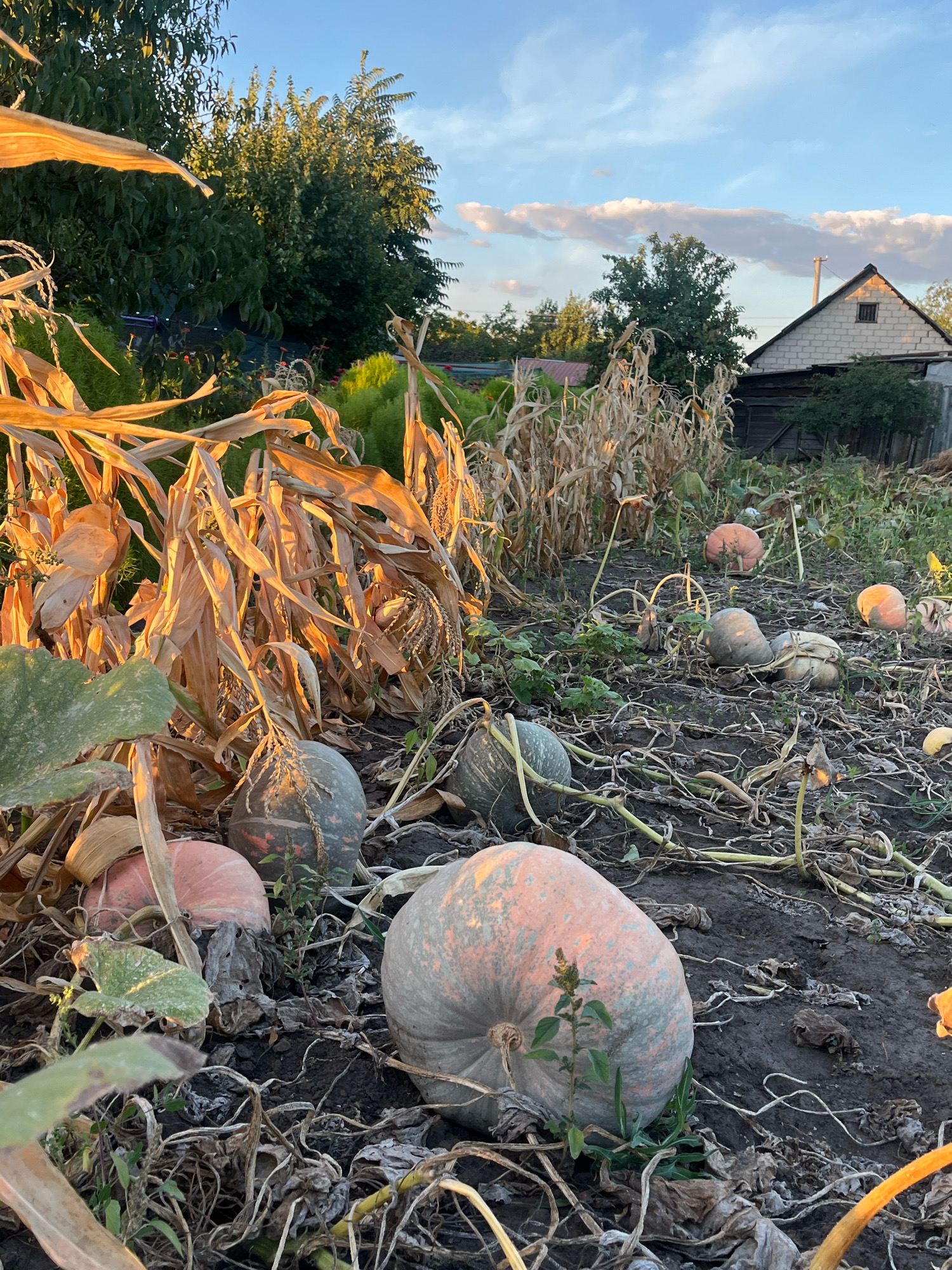 The image depicts a pumpkin patch at dusk, with a soft, golden light illuminating the scene. The foreground is dominated by several large pumpkins of varying colors, including pale orange, grey-green, and mottled grey. These pumpkins are nestled amongst drying corn stalks and vines, their leaves withered and brown. In the background, a rustic wooden fence encloses a small, weathered building with a peaked roof. Trees line the perimeter of the property, their leaves a deep green. The sky above is a clear blue, dotted with wispy white clouds, indicating a pleasant evening. The overall atmosphere is one of harvest and tranquility, with the fading sunlight casting long shadows across the patch.