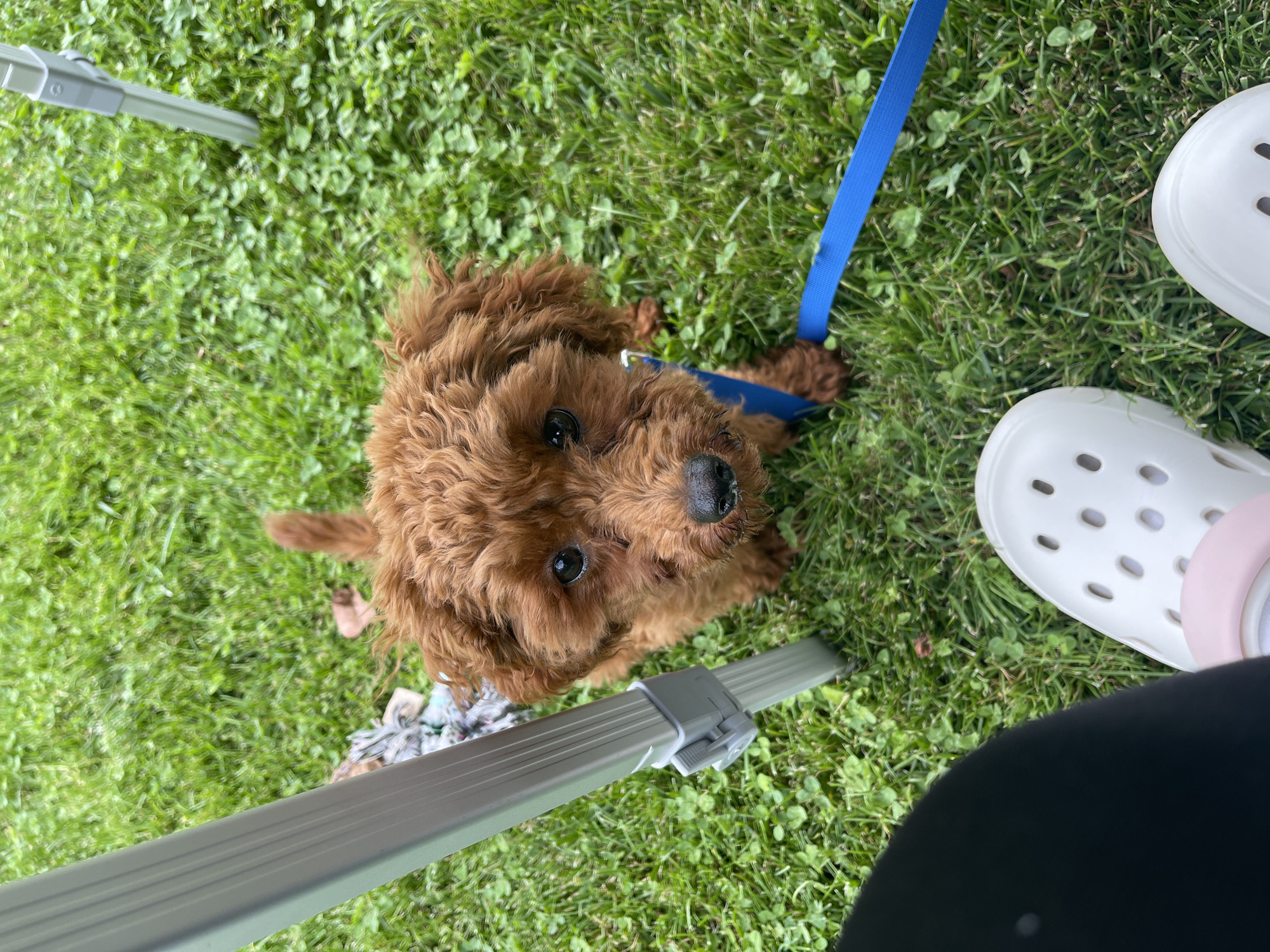 A small, reddish-brown, curly-haired dog with dark eyes and a black nose is positioned centrally, looking directly upward. It wears a blue leash extending rightward. The dog is situated on a patch of green grass intermingled with clover. To the lower left, a person's leg, mostly covered by dark fabric, and a white Croc-style shoe with visible perforations are present. A light pink strap is visible on the shoe. A silvery-grey vertical pole, part of a collapsible structure, occupies the left side of the frame, with another segment visible on the upper right. A multi-colored fabric object is partially discernible on the grass behind the left pole. This scene occurs outdoors in Koprinka, Bulgaria.