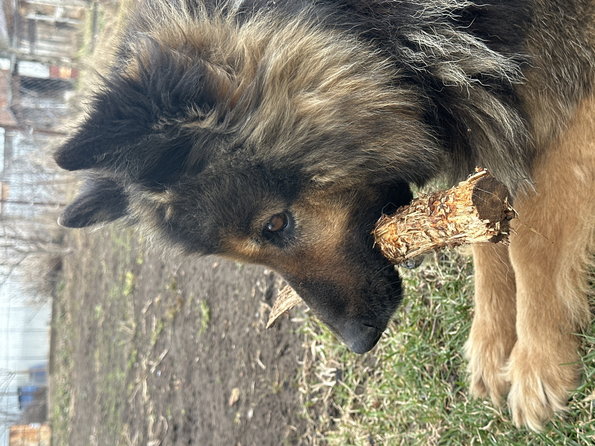 The image features a German Shepherd dog chewing on a piece of wood outdoors, likely in a yard or park with grass and some bare patches of ground. The dog has dark fur on its head and back, transitioning to brown on its legs. The wooden stick is splintered and appears to have been gnawed upon. The background shows a fence or structure, and possibly a building. The location is given as Chaikovsky, Russia.