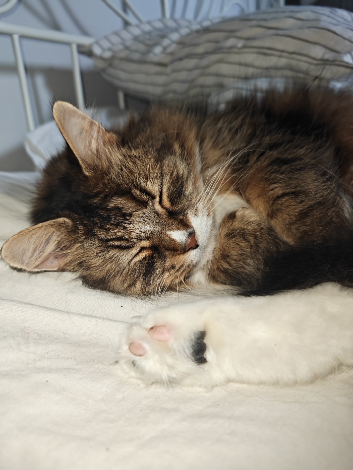 A long-haired domestic cat with brown, black, and white tabby markings is observed sleeping on its side. Its eyes are closed, and its head rests on a light-colored, possibly cream or off-white, fabric surface. The cat exhibits white fur on its chin and muzzle, extending down its chest, with prominent white whiskers. Its nose appears pinkish-brown. One white paw, featuring visible pink paw pads and a distinct black spot on the underside, extends towards the lower right of the frame. The cat's fur shows varied shades of brown and black, giving it a rich, multi-toned appearance. In the blurred background, a white metal structure, consistent with a bed frame or headboard, is partially visible, along with a striped pattern on what appears to be a pillow or blanket. The scene takes place in the city of London, United Kingdom.