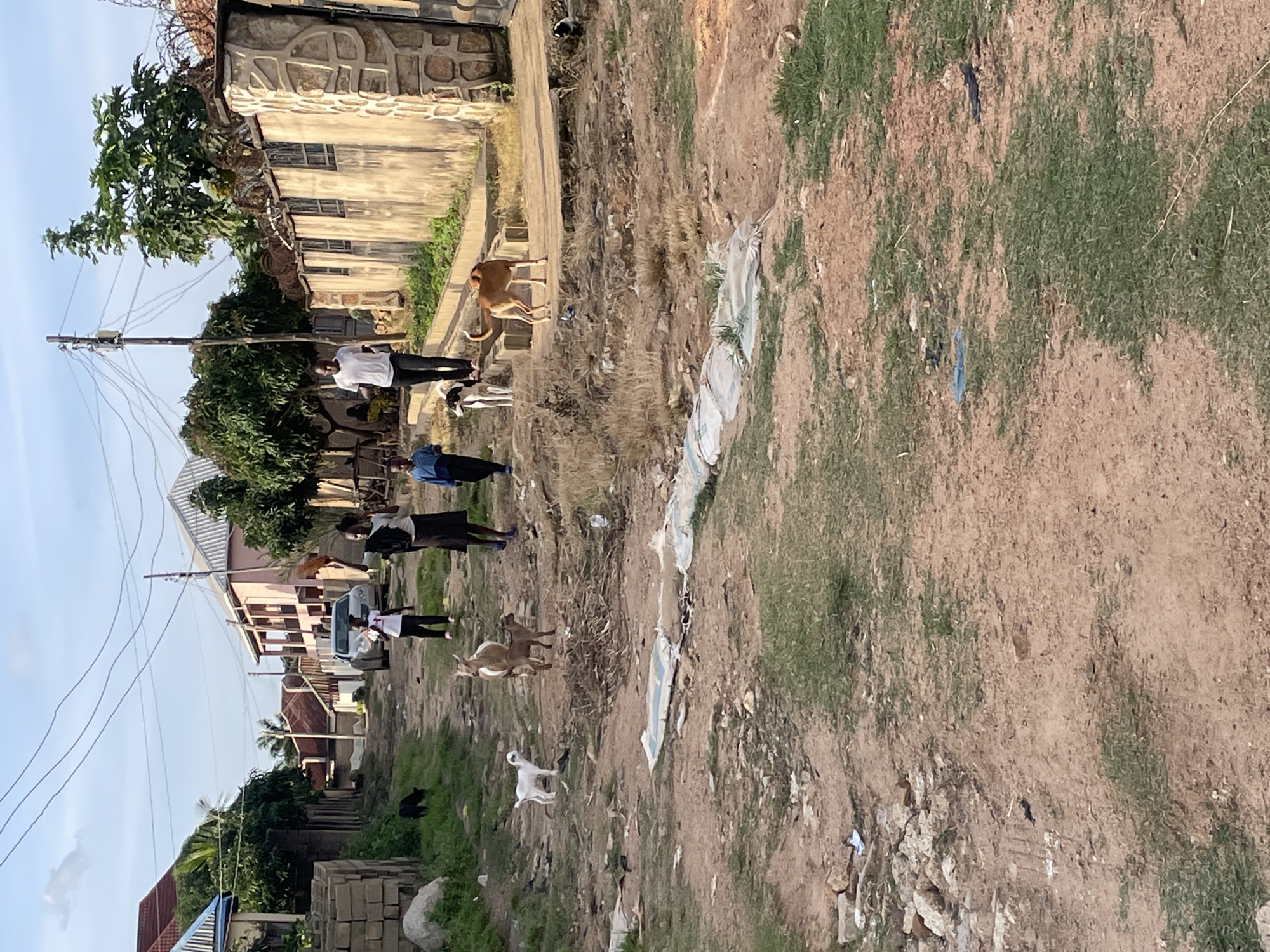 In Barakin Akawo, Nigeria, a dirt road runs through a residential area, lined with homes and fences. Several goats, including a white one and two brown ones, graze on the roadside. A young boy in a blue shirt and dark pants walks along the road, accompanied by a person in a white t-shirt and dark pants and two dogs, one white and black, the other brown. In the background, a silver car is parked near a pink building with multiple windows. The scene is captured in the late afternoon light, casting long shadows on the dusty road.