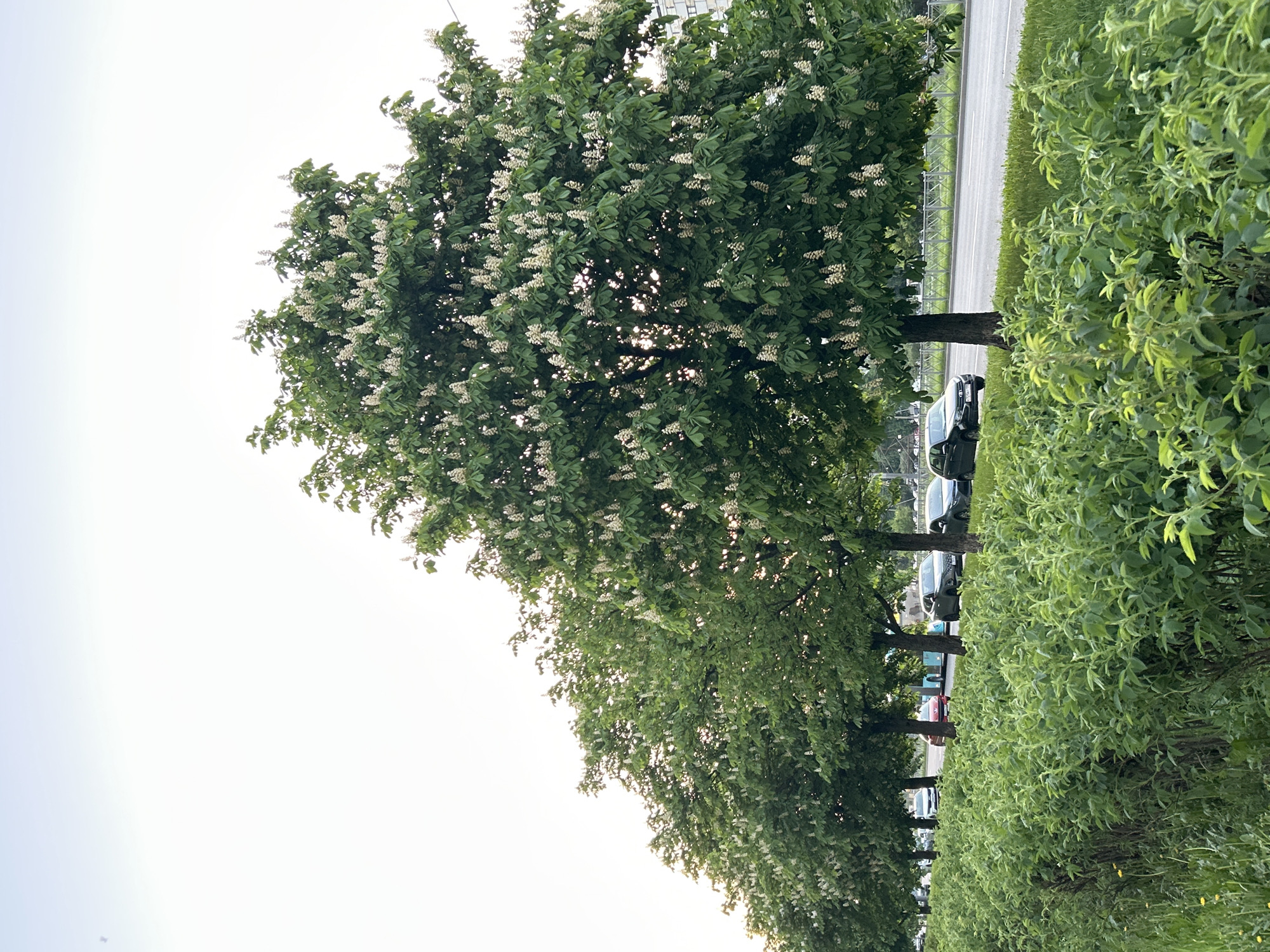 The image shows a row of trees in bloom with white flowers along a road. There is a hedge on the right side of the image. Cars are parked along the road next to the trees. The sky is light and clear. The location is likely Saint Petersburg, Russia, given the presence of the horse chestnut trees in bloom.