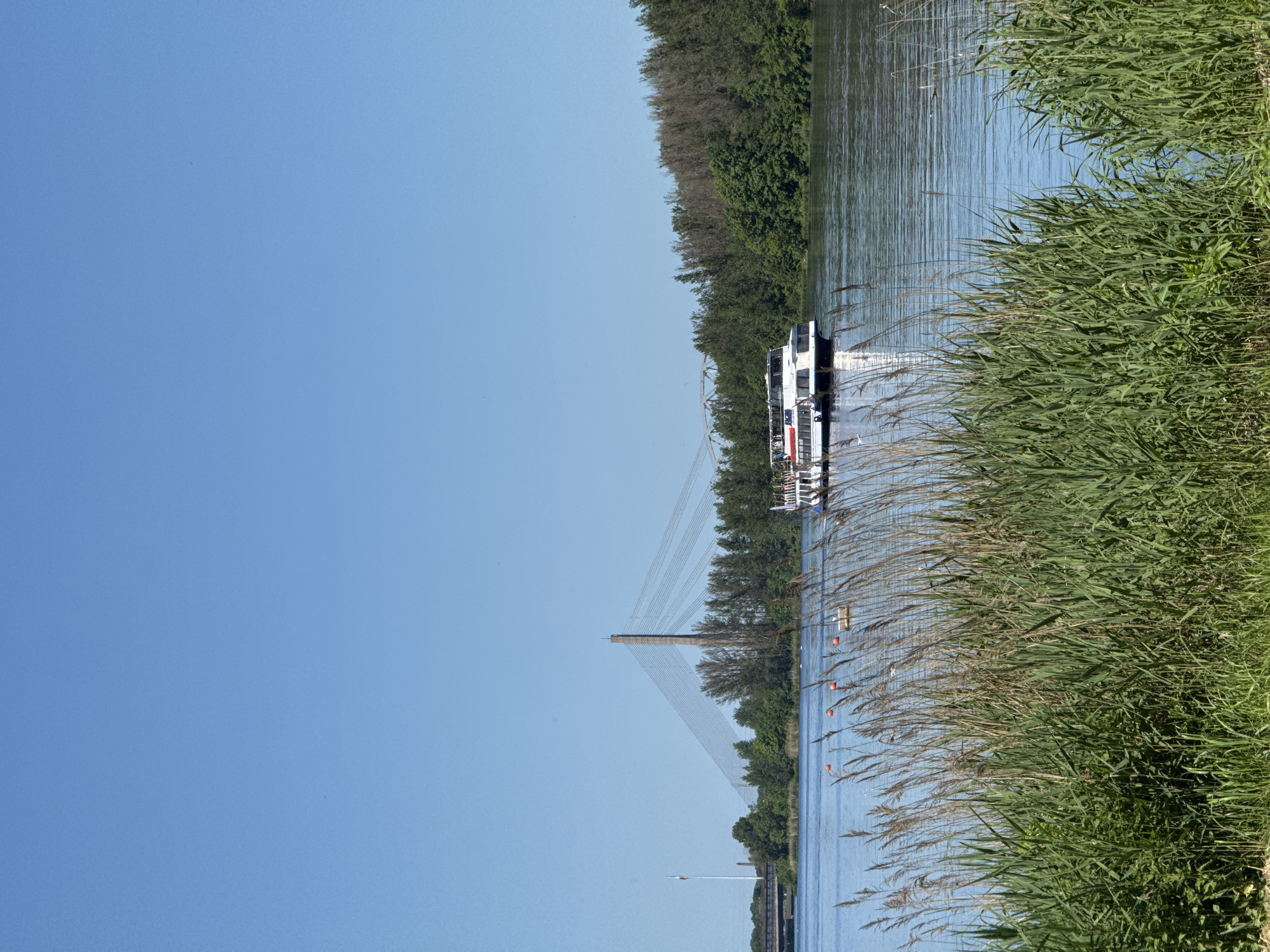 This image depicts a sunny daytime scene along the Daugava River in Riga, Latvia. In the foreground, a dense growth of tall, green and brownish reeds partially obscures the view of the river. Several orange cylindrical buoys are visible floating on the calm, blue-green water, which reflects the clear sky and sections of the passing boat.
In the mid-ground, a white multi-deck passenger boat, featuring red and blue accents and what appear to be national flags on its upper deck, navigates from left to right across the river. Small figures, likely passengers, are discernible on the upper deck.
The background is dominated by the cityscape and natural elements. A prominent modern cable-stayed bridge, identified as the Southern Bridge (Dienvidu tilts) in Riga, features a single tall concrete pylon and radiating cables spanning the river. To the left of the Southern Bridge, an older, dark steel truss bridge, consistent with Riga's Railway Bridge, is partially visible. A tall white flagpole flying a tricolor flag, likely the flag of Latvia, stands near the left bank of the river, in the vicinity of Lucavsala island. The far bank of the river is lined with a dense mix of green and drier-looking deciduous trees. The sky is clear and bright blue, with no discernible clouds, and a tiny dark speck, possibly a bird or insect, is present in the upper left quadrant. The image is taken from the right bank of the Daugava, looking generally southwest towards Lucavsala island and the Pārdaugava area.