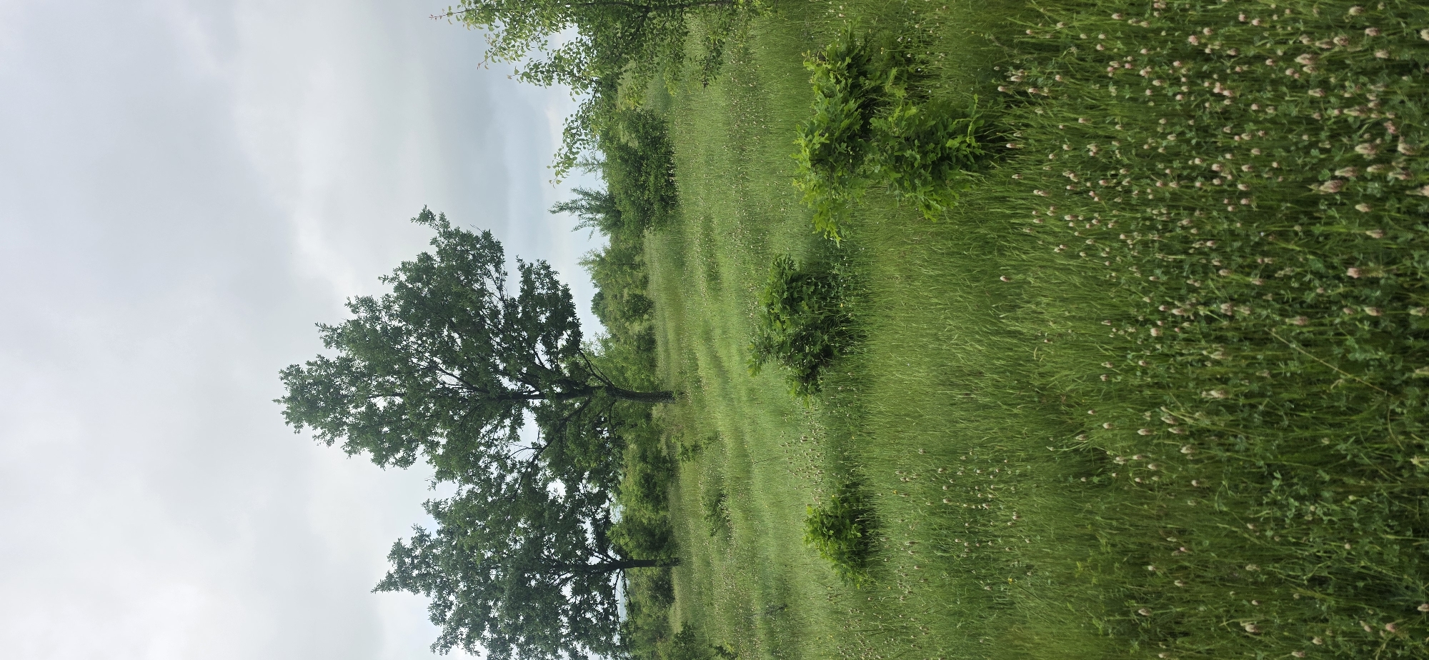 The image depicts a grassy field landscape under an overcast sky, potentially located near the city of Esen, Bulgaria. The field contains tall green grass interspersed with patches of pink clover flowers. Several small shrubs dot the landscape. Two large trees with full, green canopies are visible on the left side of the image. The perspective suggests a slightly elevated view overlooking the scene. There are no visible people, subjects, or interactions in the image.