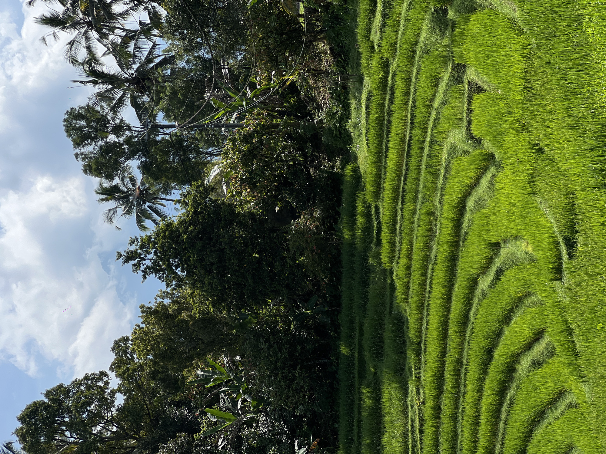 The image depicts a lush, green rice paddy terrace landscape in Pupuan, Indonesia. The terrace's staggered tiers of rice paddies create a rhythmic pattern of horizontal lines, reflecting sunlight. The left side of the image reveals tropical vegetation, including tall trees like palms, and other foliage. The sky appears partially cloudy with blue patches.