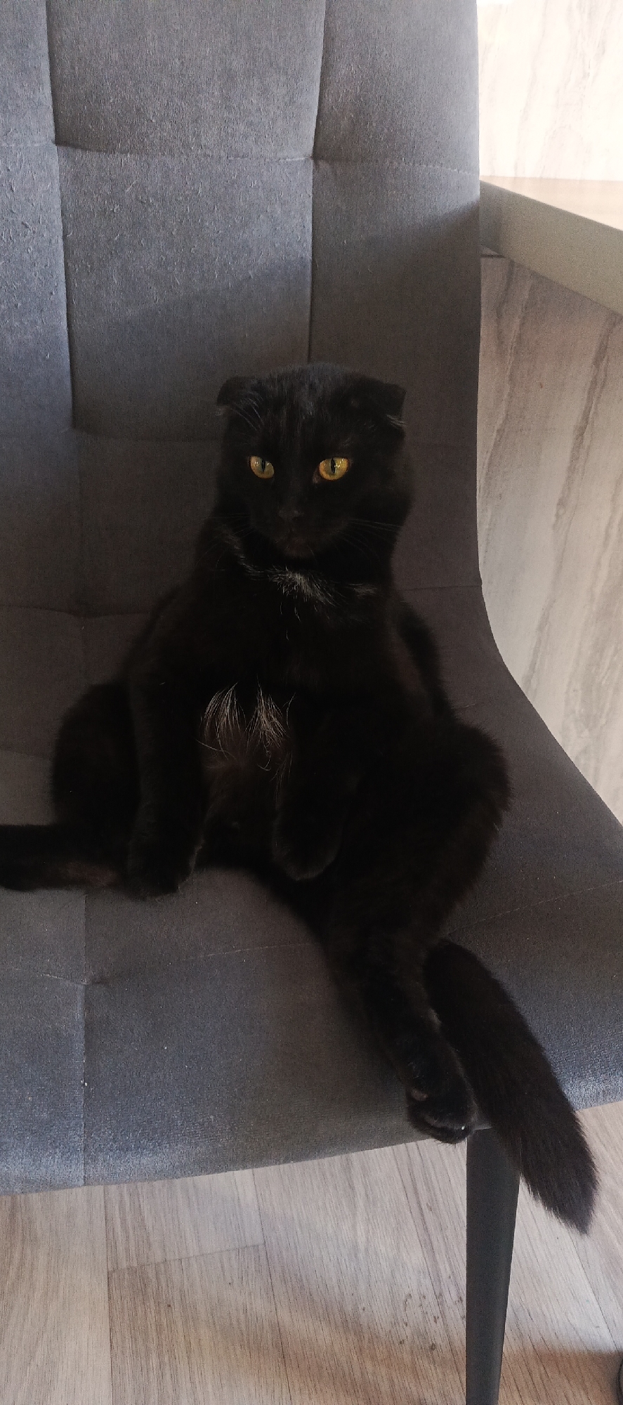 A black Scottish Fold cat with bright yellow eyes and a small patch of white fur on its chest is seated upright on a grey, tufted fabric chair. The chair fabric exhibits minor wear. The cat's front paws are tucked in, and its tail extends downwards along the chair's right side. The floor beneath the chair is light-toned wood or laminate. To the right of the cat and chair, a light-colored, subtly patterned wall or vertical surface is visible, along with a partial view of a light-toned horizontal surface, possibly a countertop or shelf. The scene depicts an interior setting, located in Марковский, Russia.