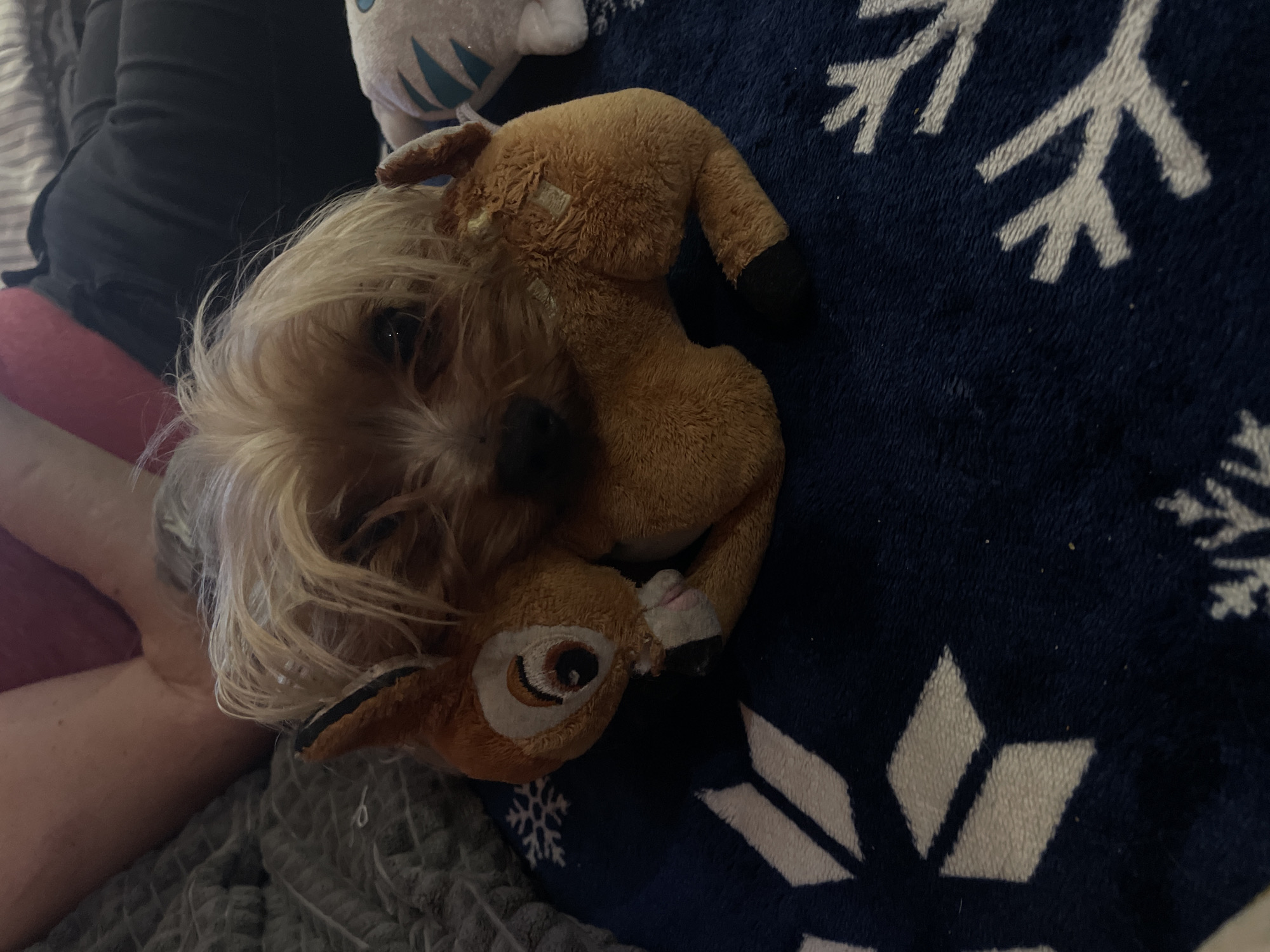 A small, long-haired dog, likely a Yorkshire Terrier or similar breed, is seen resting indoors in a cozy home setting in Burgas, Bulgaria. The dog has light blonde or caramel-colored fur, which partially covers its dark eyes. It is snuggled closely with a well-loved, soft brown stuffed animal that resembles a fawn, possibly Bambi, which shows signs of wear such as patched areas.
The dog and its toy are positioned on a bed or sofa, partially covered by a dark blue fleece blanket adorned with white snowflake patterns. In the background, a person's leg and clothing are visible, including dark long-sleeved attire and red shorts or pants. Another light-colored plush toy is partially visible towards the top of the frame. A gray knitted blanket or throw is also seen to the left. The scene suggests a peaceful and relaxed moment, possibly with the dog sleeping or resting comfortably. The lighting appears dim, contributing to the cozy atmosphere. There is no visible text in the image.