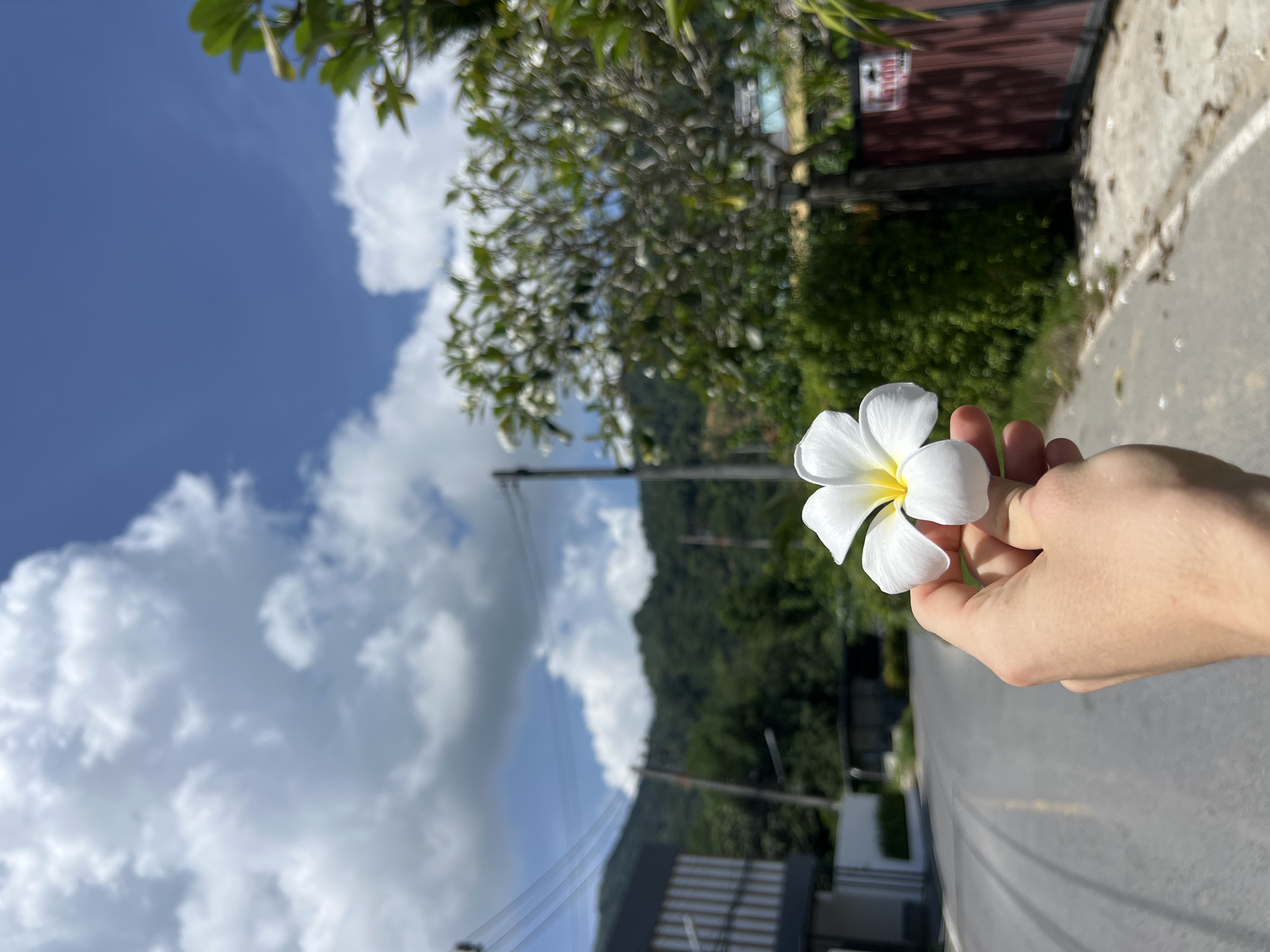 An overhead shot shows a person's hand holding a white plumeria flower with a yellow center, in focus, with a blurred background. The background depicts a paved road curving to the left, lined with green vegetation and a brown fence on the right. In the distance, a modern building with vertical lines and a mountainous landscape covered in trees are visible under a blue sky with white clouds. The setting is suggestive of a tropical location, possibly Choeng Thale, Thailand, given the presence of plumeria flowers and the overall aesthetic.