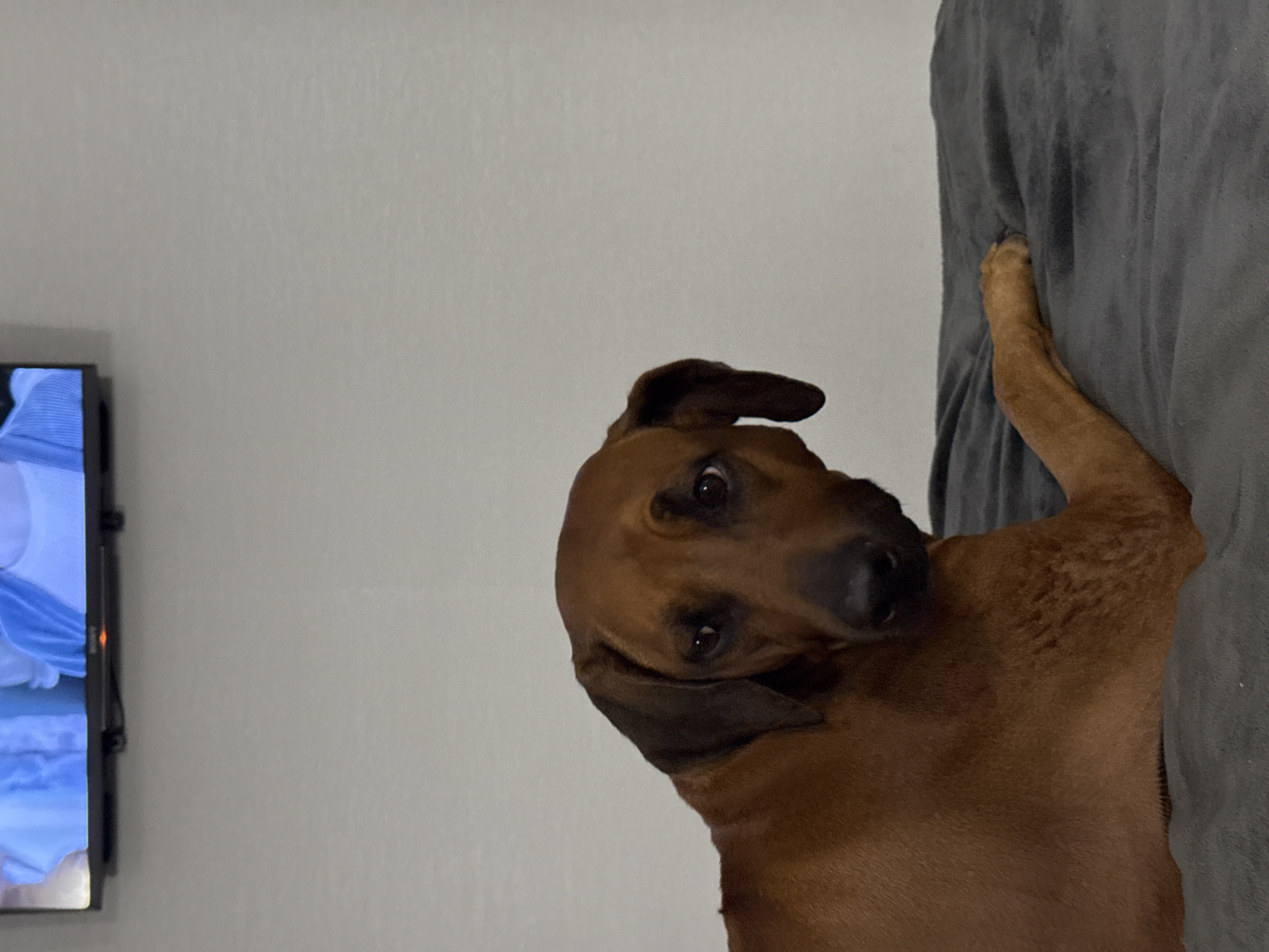 A brown dog is lying on a gray blanket in front of a gray wall with a television on the left. The dog is looking back at the viewer with its head tilted. The dog appears to be a Rhodesian Ridgeback or a similar breed. The setting appears to be indoors, possibly a living room. There is no information in the image to suggest that the location is Nizhny Novgorod, Russia.