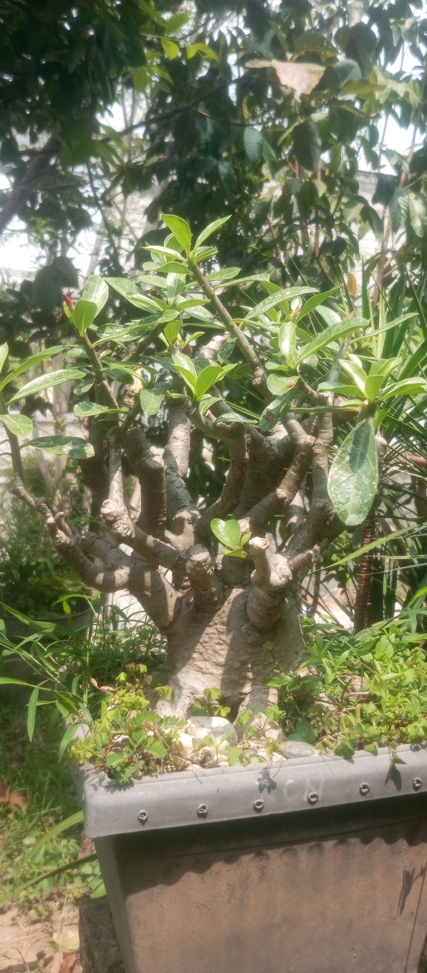 The image shows a close-up of a potted plant with a thick, gnarled trunk and many branches. The plant has lush green leaves and a small red bud is visible on one of the branches. It is planted in a dark gray pot, which is surrounded by other greenery and some white stones. The background is out of focus, but appears to be trees and foliage, suggesting an outdoor setting, possibly a garden. The scene is brightly lit by sunlight, casting shadows on the plant and the pot. The overall impression is one of a healthy, well-established plant. The image does not contain any people or specific landmarks that would indicate its location within Kediri City, Indonesia.