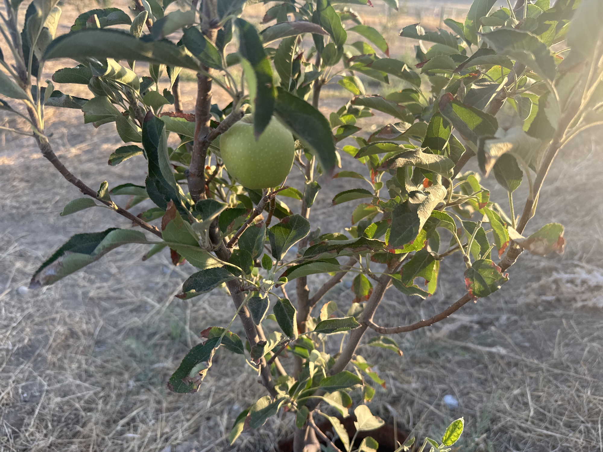 A young apple tree with green leaves and a single green apple is shown in the city of Kaludar, Uzbekistan. The tree is in the foreground, with dry, straw-colored grass covering the ground behind it. The sun is setting or rising, casting a warm glow and creating lens flare in the upper right corner of the image. The lighting suggests it is either early morning or late afternoon. The environment appears to be rural or semi-rural. There are no people or animals visible in the image.