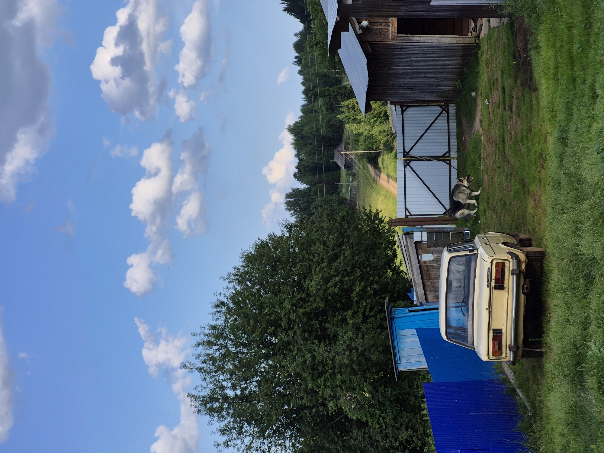 The image depicts a rural scene with a yellow car parked in a grassy yard. A large, leafy tree stands to the left of the frame, partially obscuring a blue outbuilding and a blue fence. To the right, a corrugated metal shed with an open doorway is visible. A metal gate separates the yard from a dirt road that leads uphill through a wooded area. A large dog, possibly a German Shepherd mix, stands near the gate, facing away from the camera. The sky is a bright blue with scattered white clouds. The overall impression is one of a quiet, somewhat rustic setting.